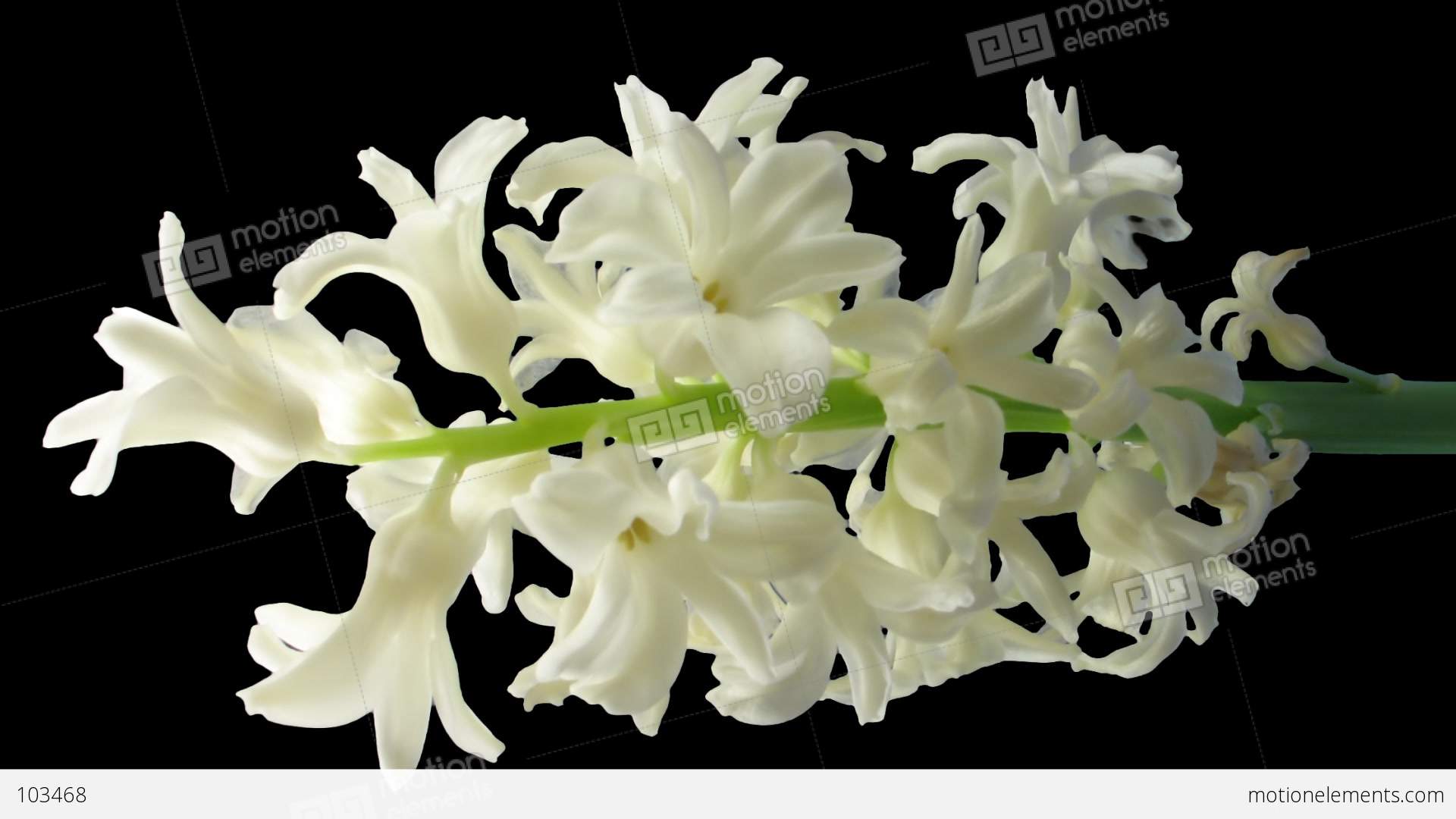 Time-lapse Dying White Hyacinth Flower 2v Isolated Black Vertical ...