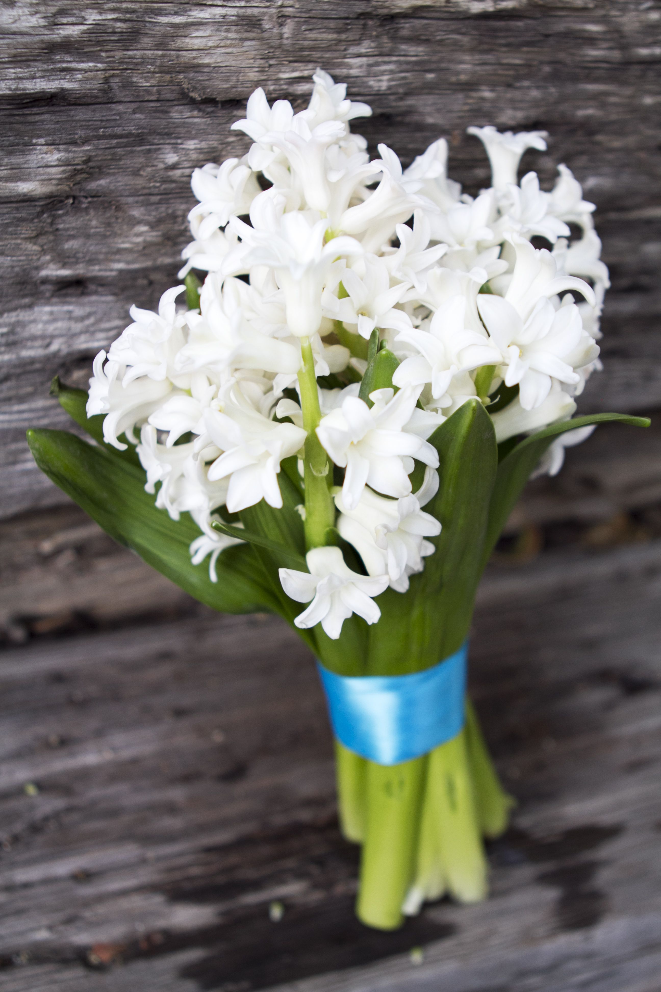 bouquet with white hyacinth and teal blue ribbon | Simply Bouquets ...