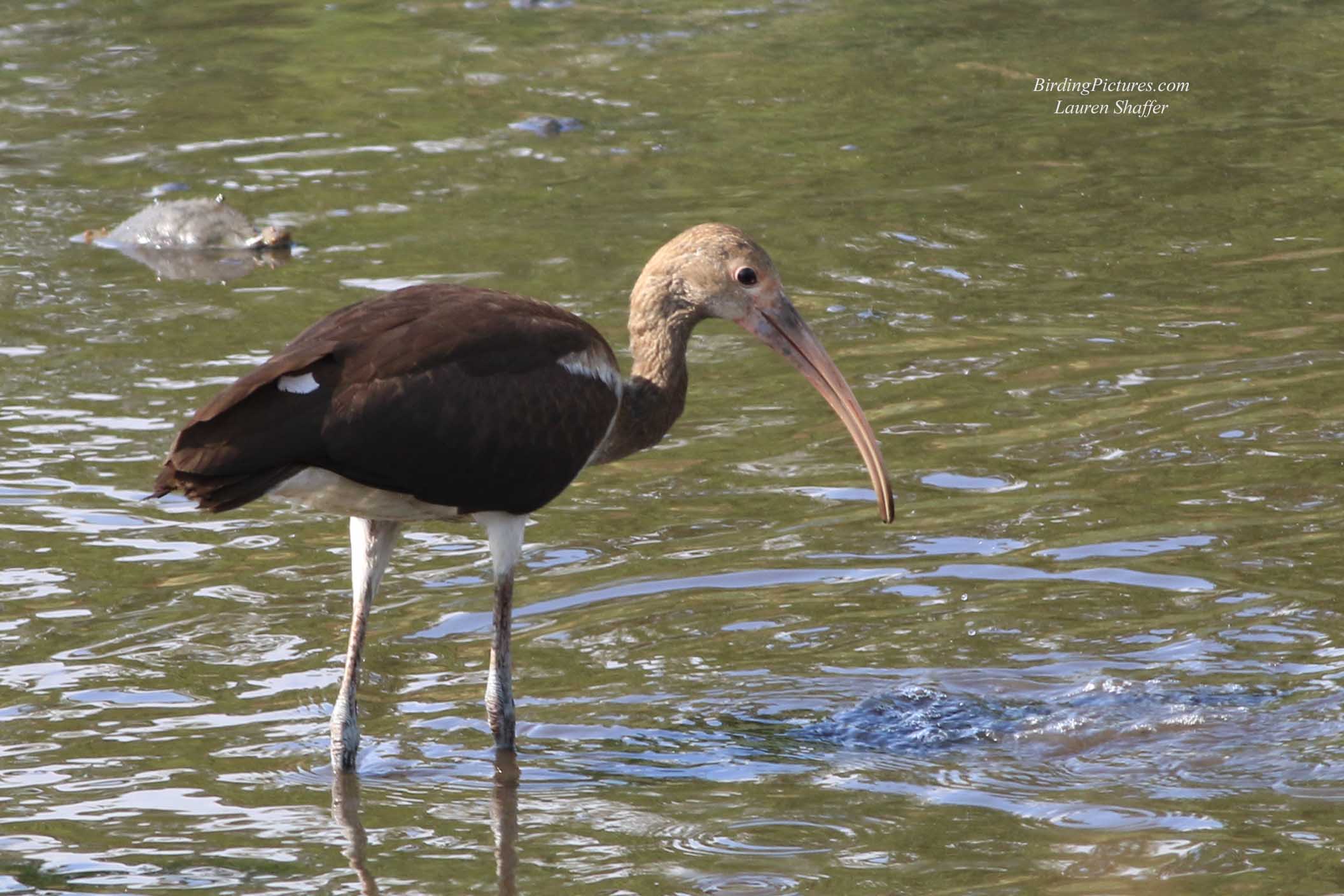 White Ibis (immature) at Bombay Hook - Birding Pictures