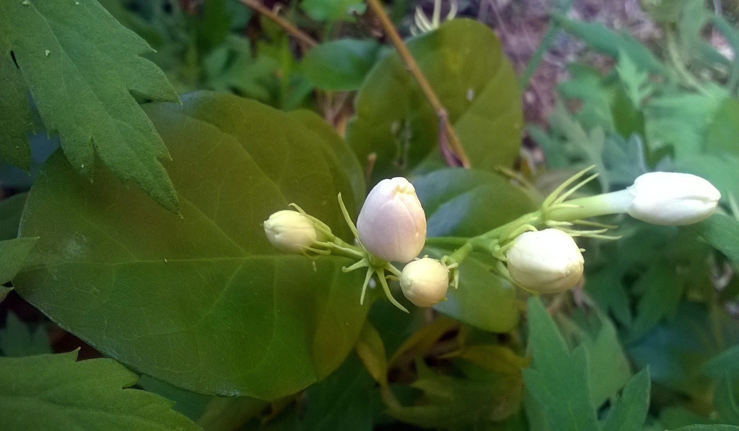 White Jasmine Buds, Buds, Color, Flowerbuds, Green, HQ Photo