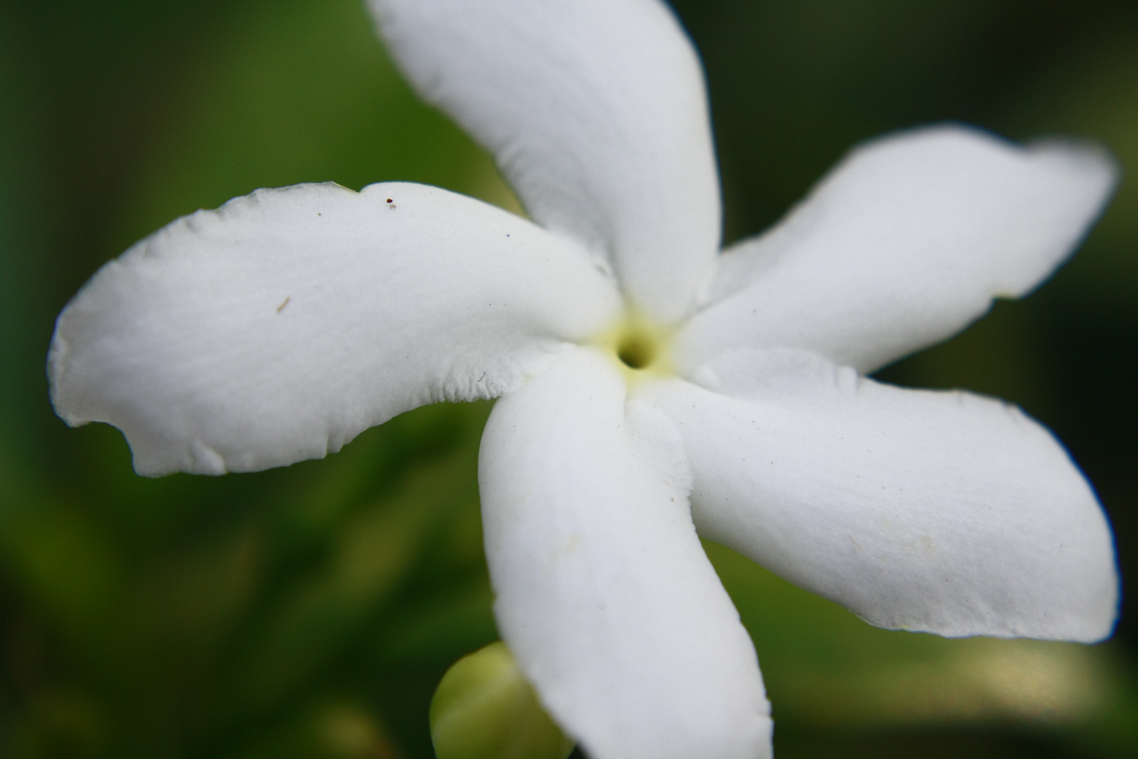 Crape Jasmine Flower White : Public Domain Pictures