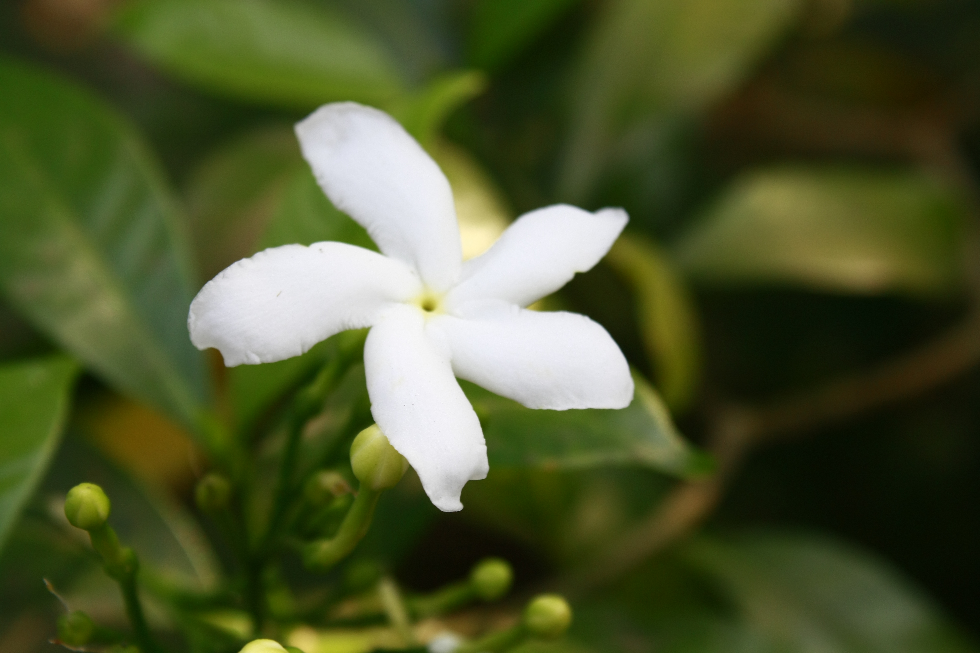 White Crape Jasmine Flower With Leaves : Public Domain Pictures