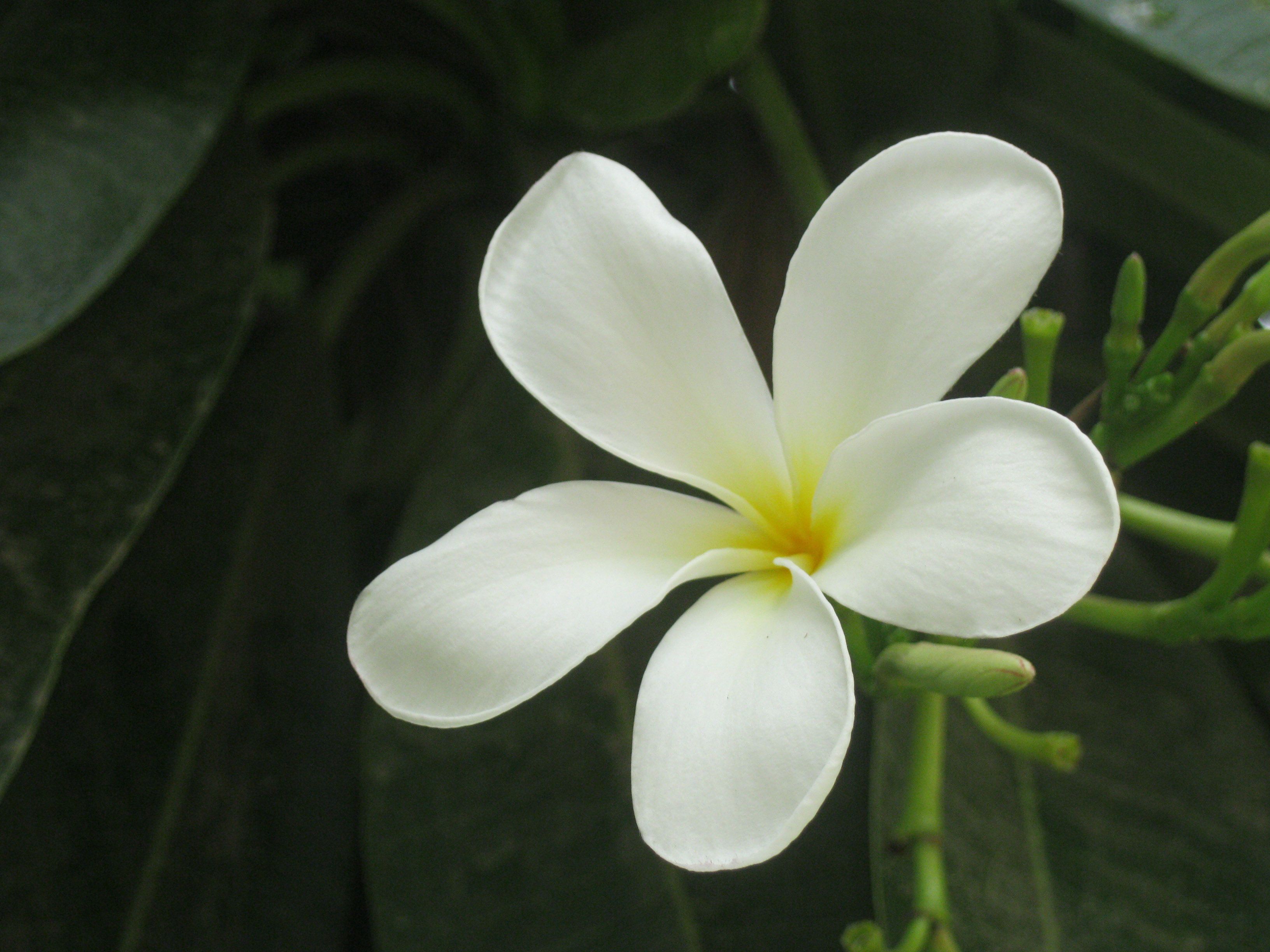 Jasmine flower-The only flower i would even consider getting a ...