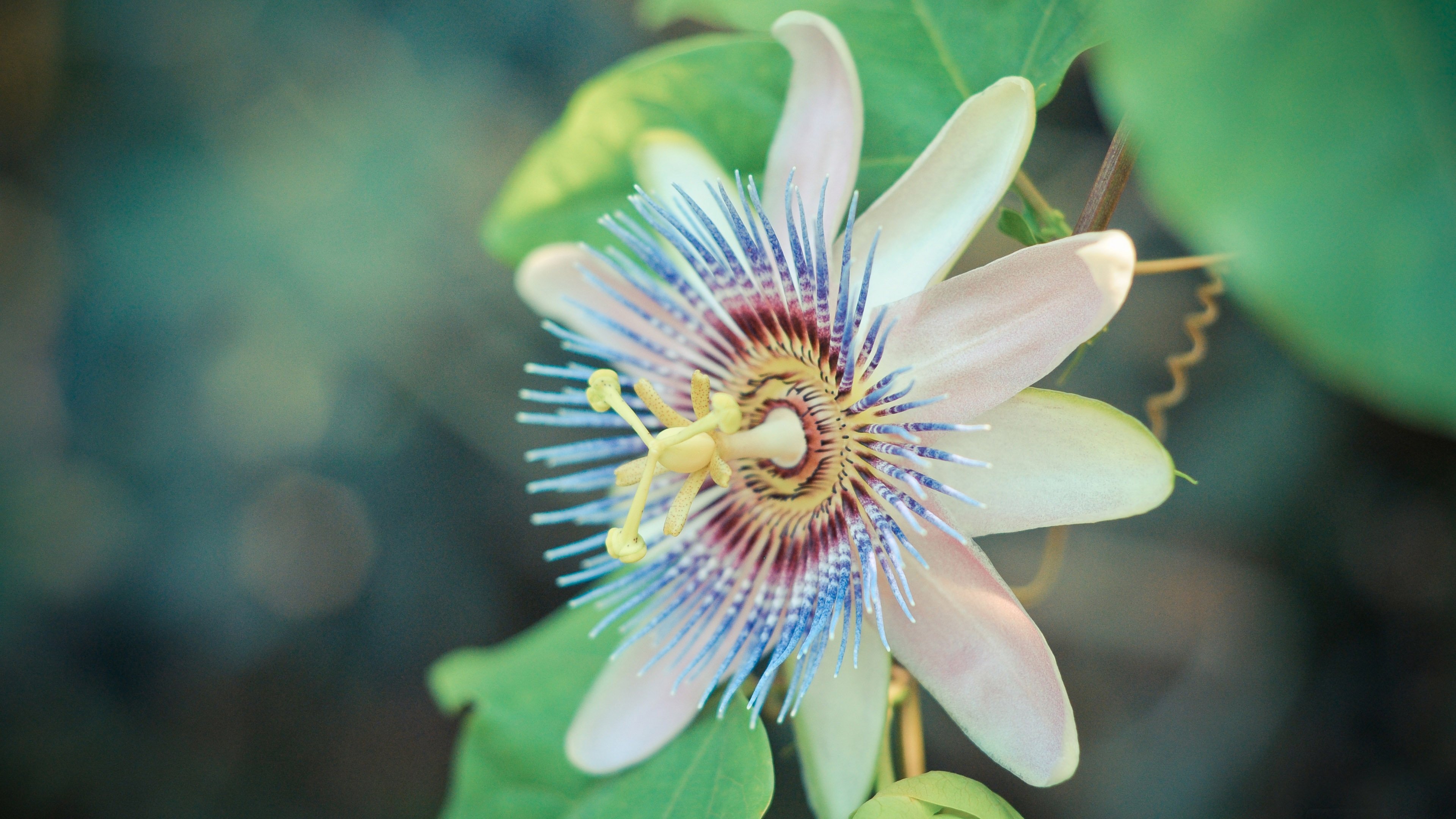 Passion flower stem colors white petals green leaves garden forest ...