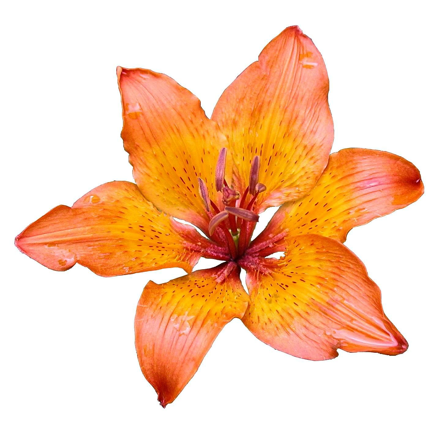 Free picture: lily, flower, white background