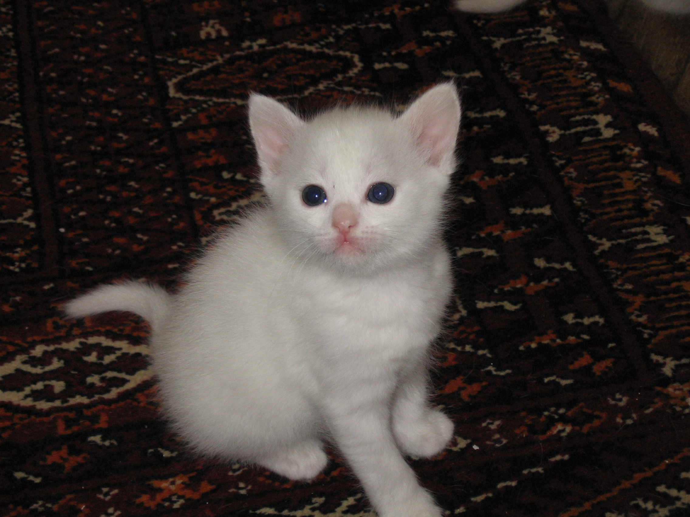 File:White kitten.jpg - Wikimedia Commons