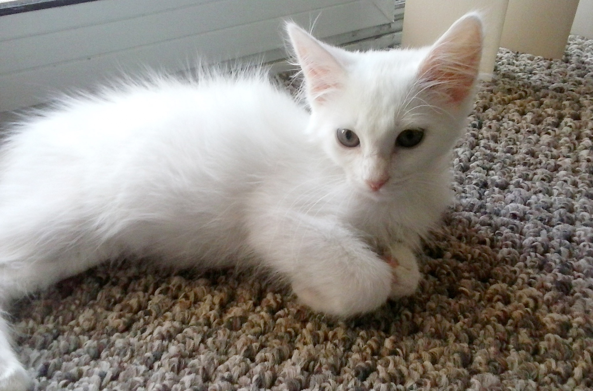 White kitten photo