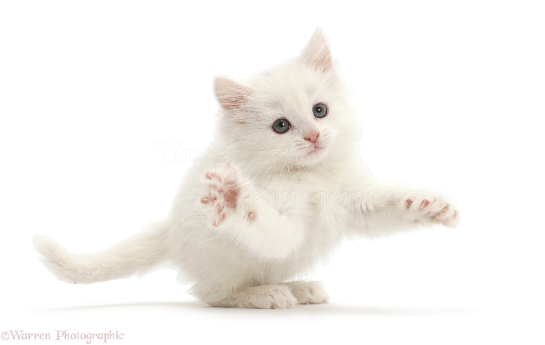 White kitten grasping photo WP42955