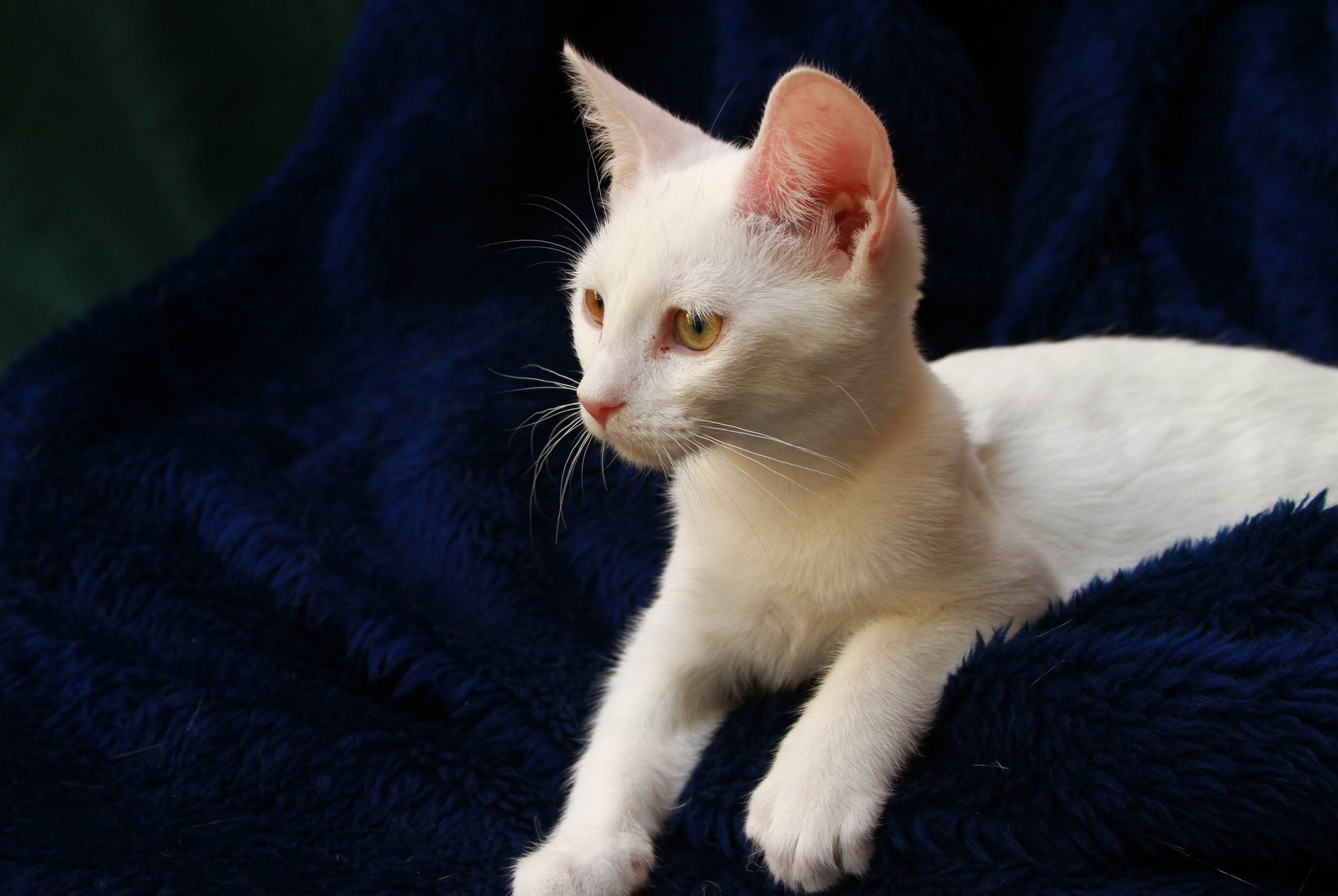 File:White kitten 2.jpg - Wikimedia Commons