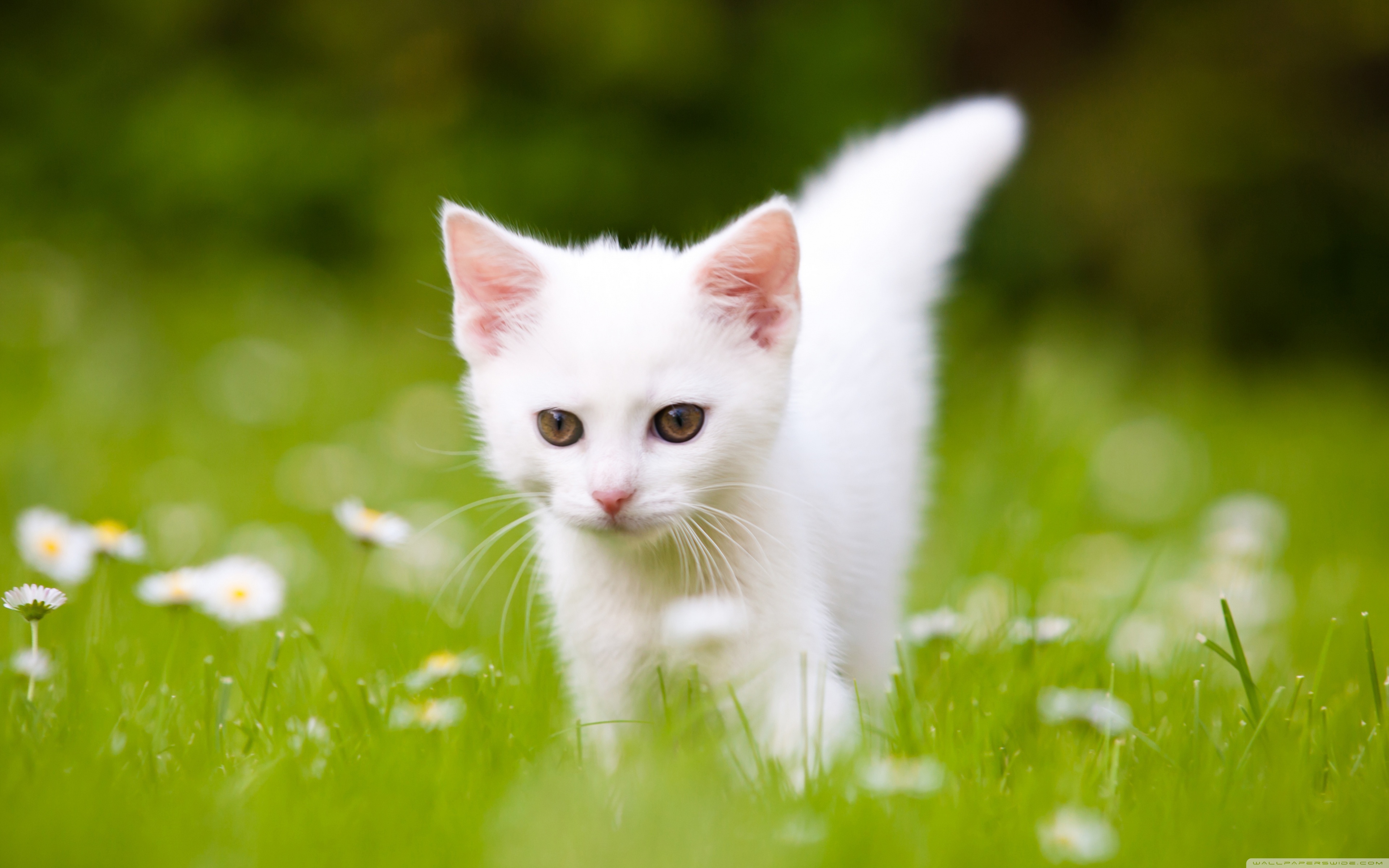 Cute White Kitten ❤ 4K HD Desktop Wallpaper for 4K Ultra HD TV ...