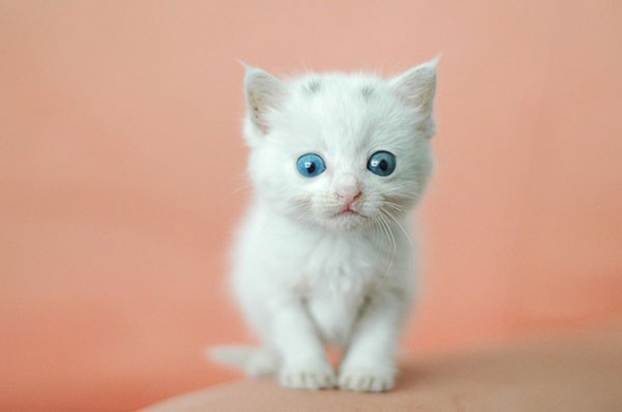 Free photo: White Kitten - Animal, Cat, Cute - Free Download - Jooinn