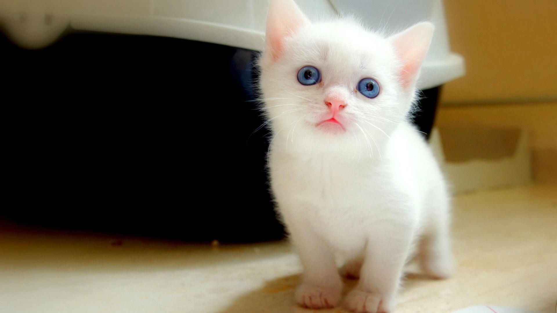 White Kitten Cute Wallpaper | WallpaperLepi