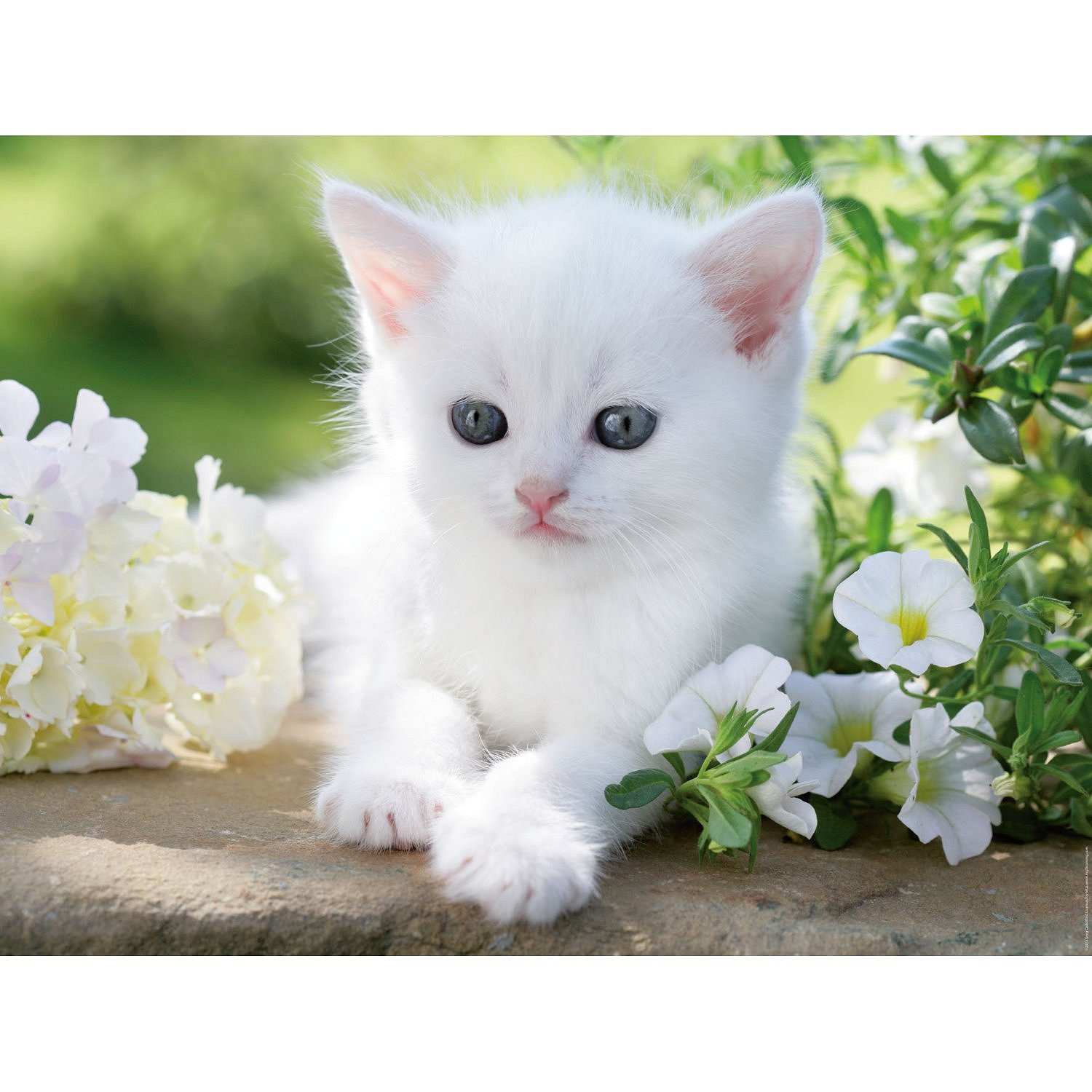 Симпатичный котенок. Красивые котята. Красивые кошечки. Белый котенок. Красивые котики.