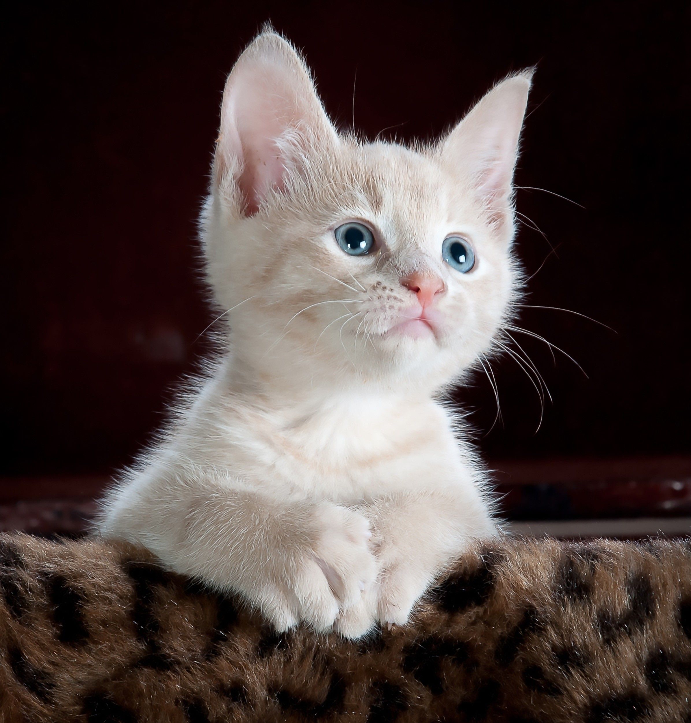 White Kitten Cat Kitty Blue Eyes Wallpaper | Animals | Pinterest ...