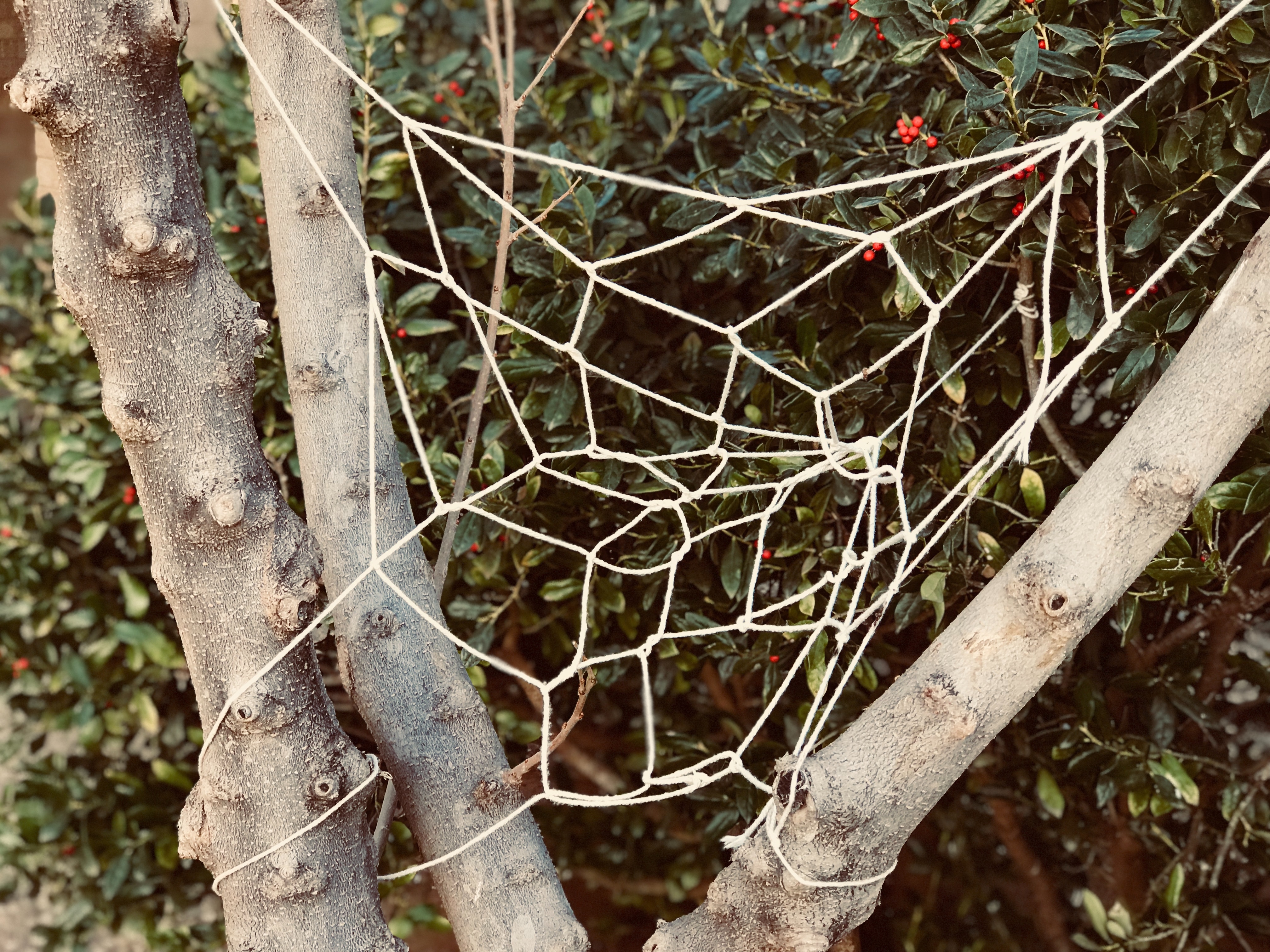 White knitted web on tree photo