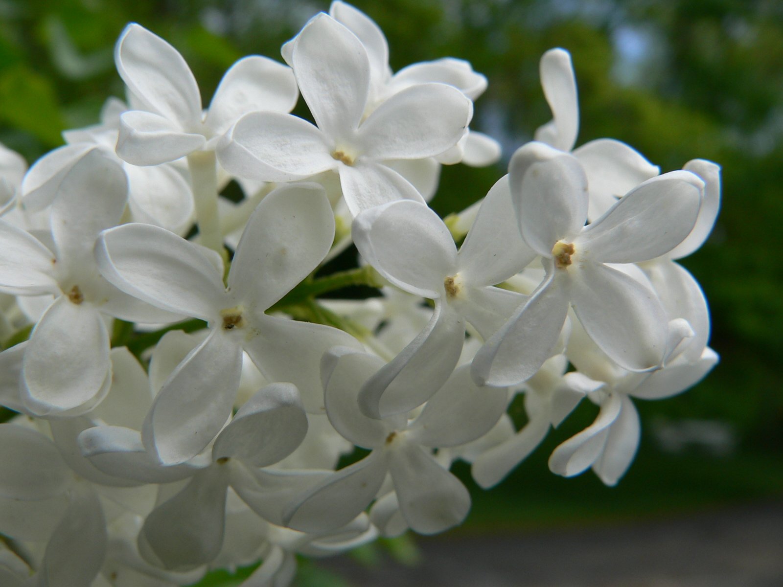 White lilacs | Lilacs | Pinterest | Lilacs, Flowers and Gardens