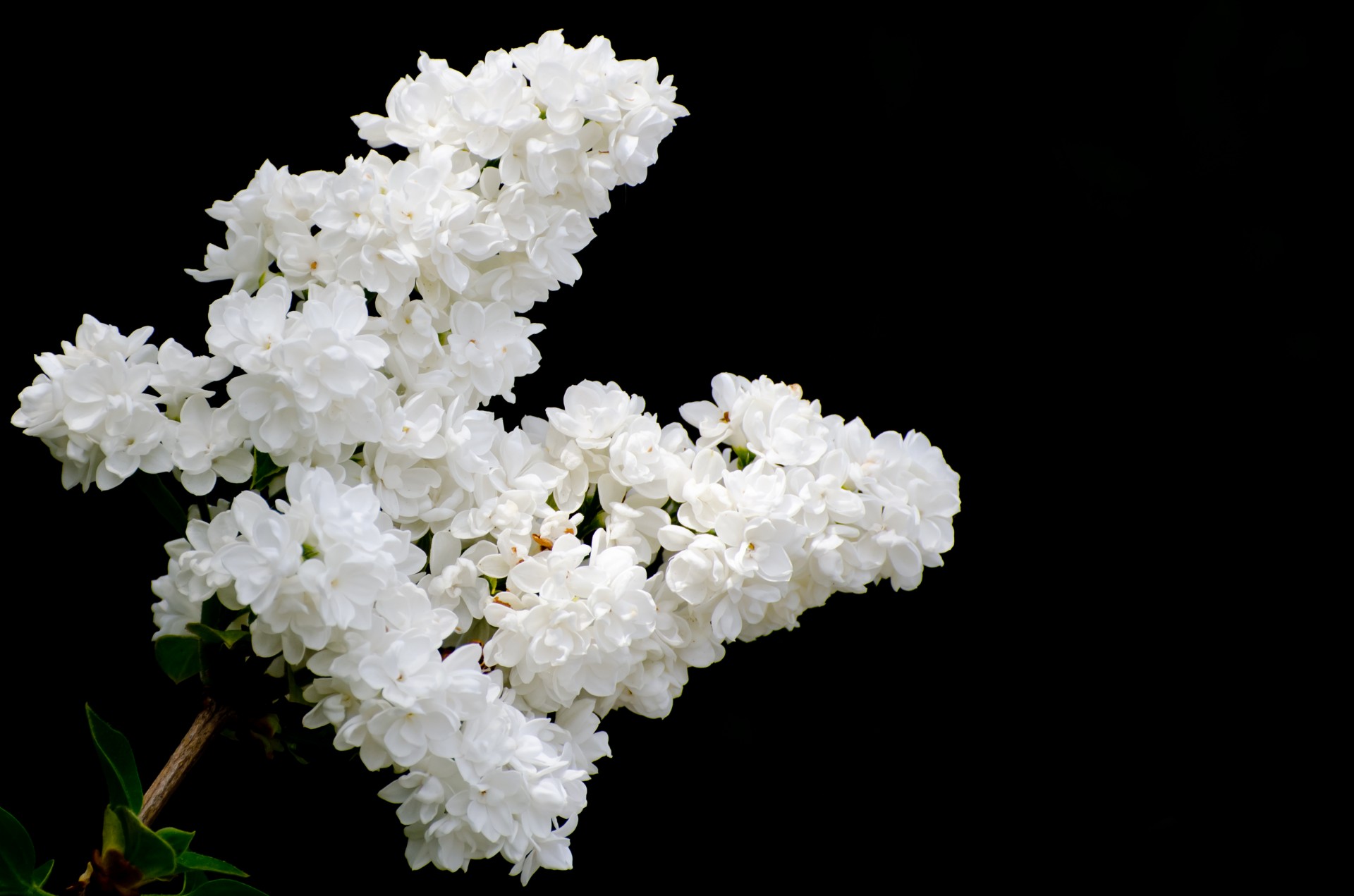The Branch Of A White Lilac Free Stock Photo - Public Domain Pictures