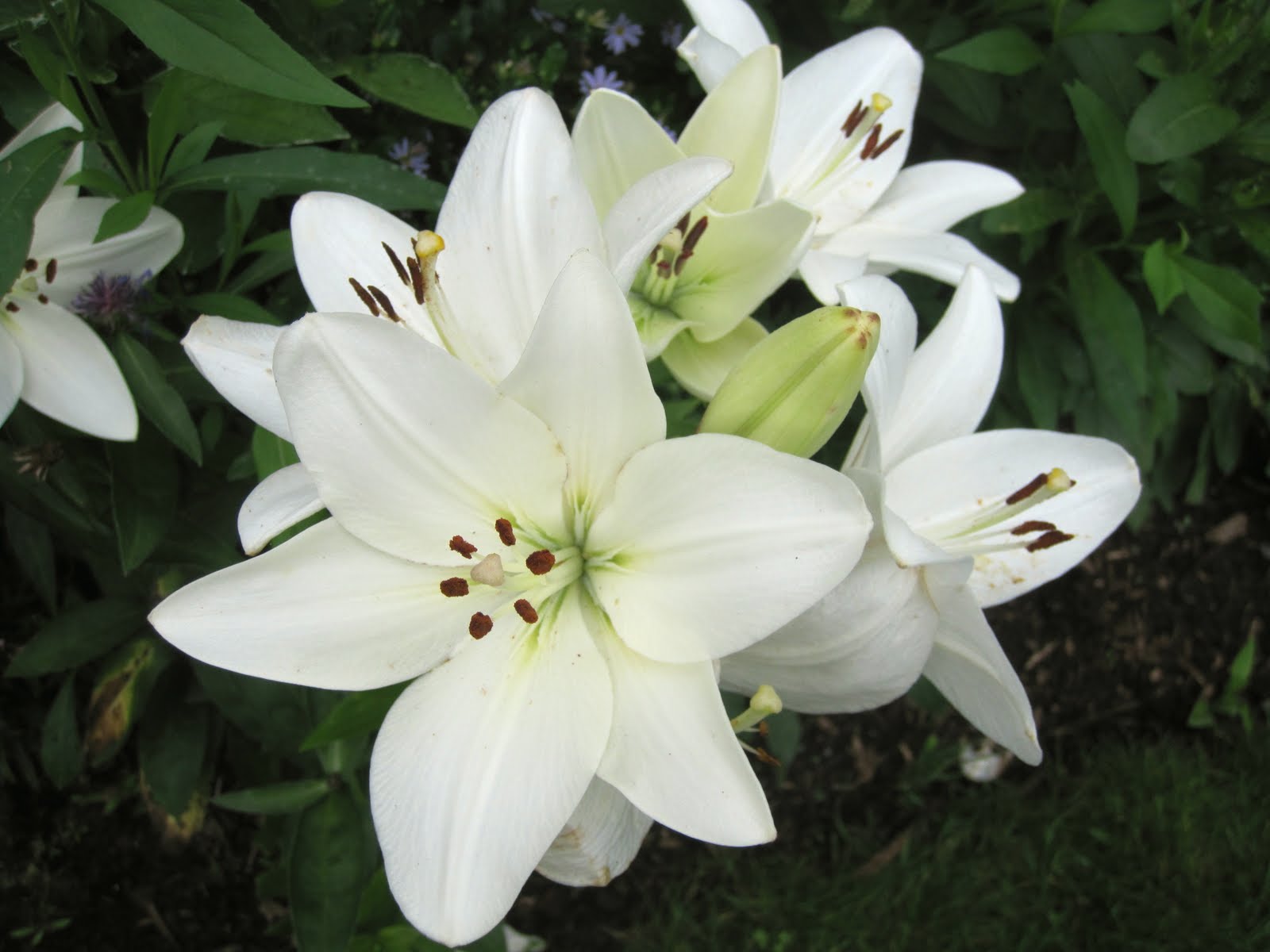 White lily photos found on the web.