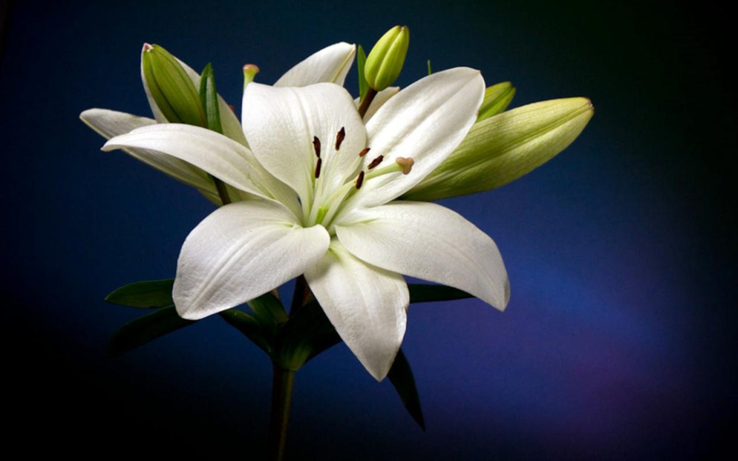 Beautiful White Lily Flower Hd Wallpaper : Wallpapers13.com
