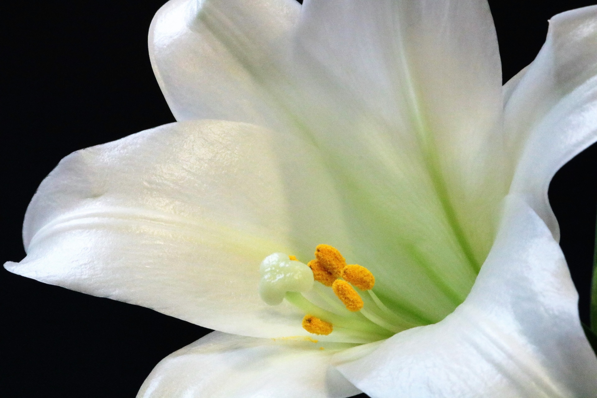 White Lily Macro Free Stock Photo - Public Domain Pictures