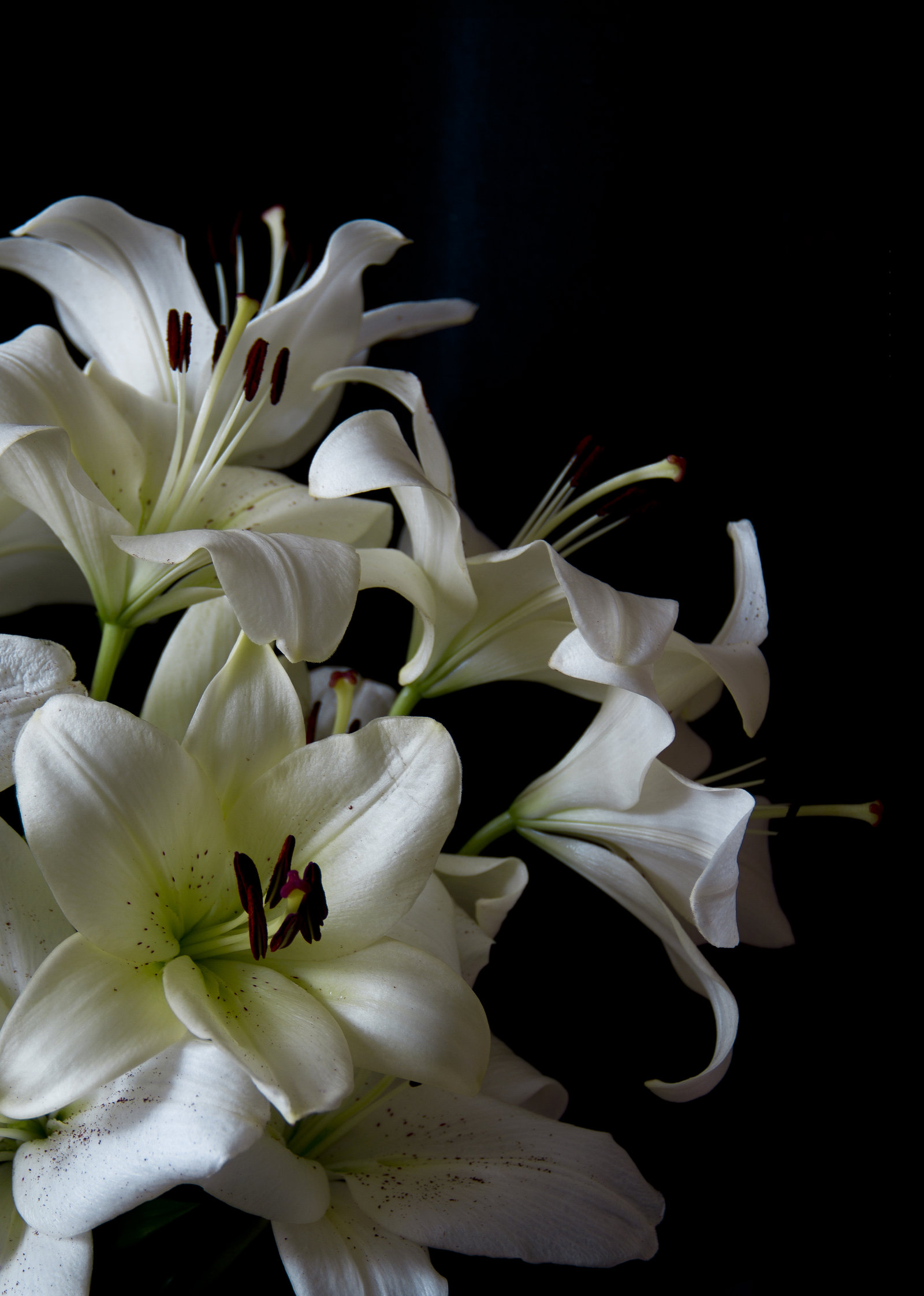 White lily photo