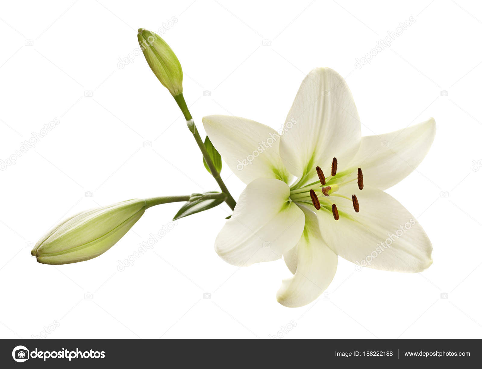 White lily flower — Stock Photo © jimbo3904 #188222188