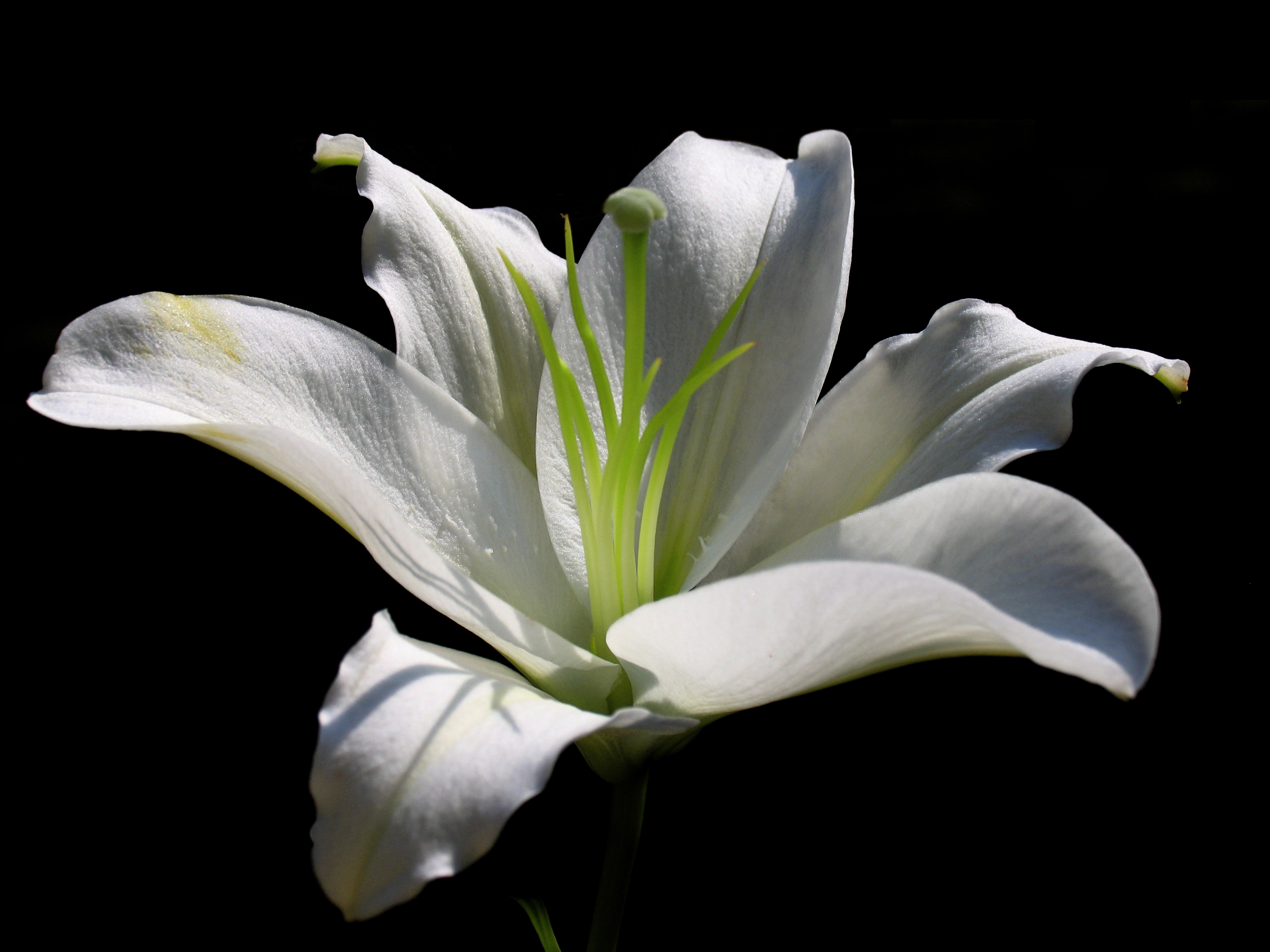 White Lily Flower Computer Wallpapers, Desktop Backgrounds | 1.9 MB ...