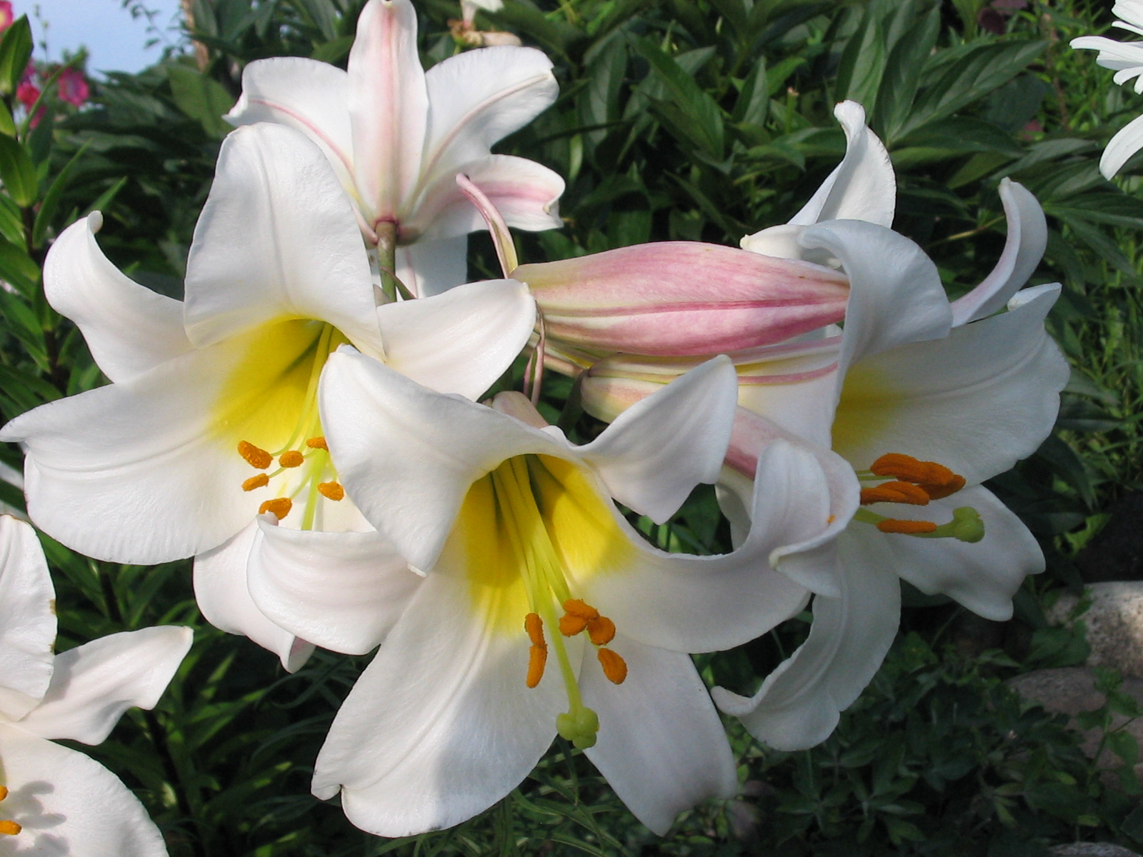File:White lily.jpg - Wikimedia Commons