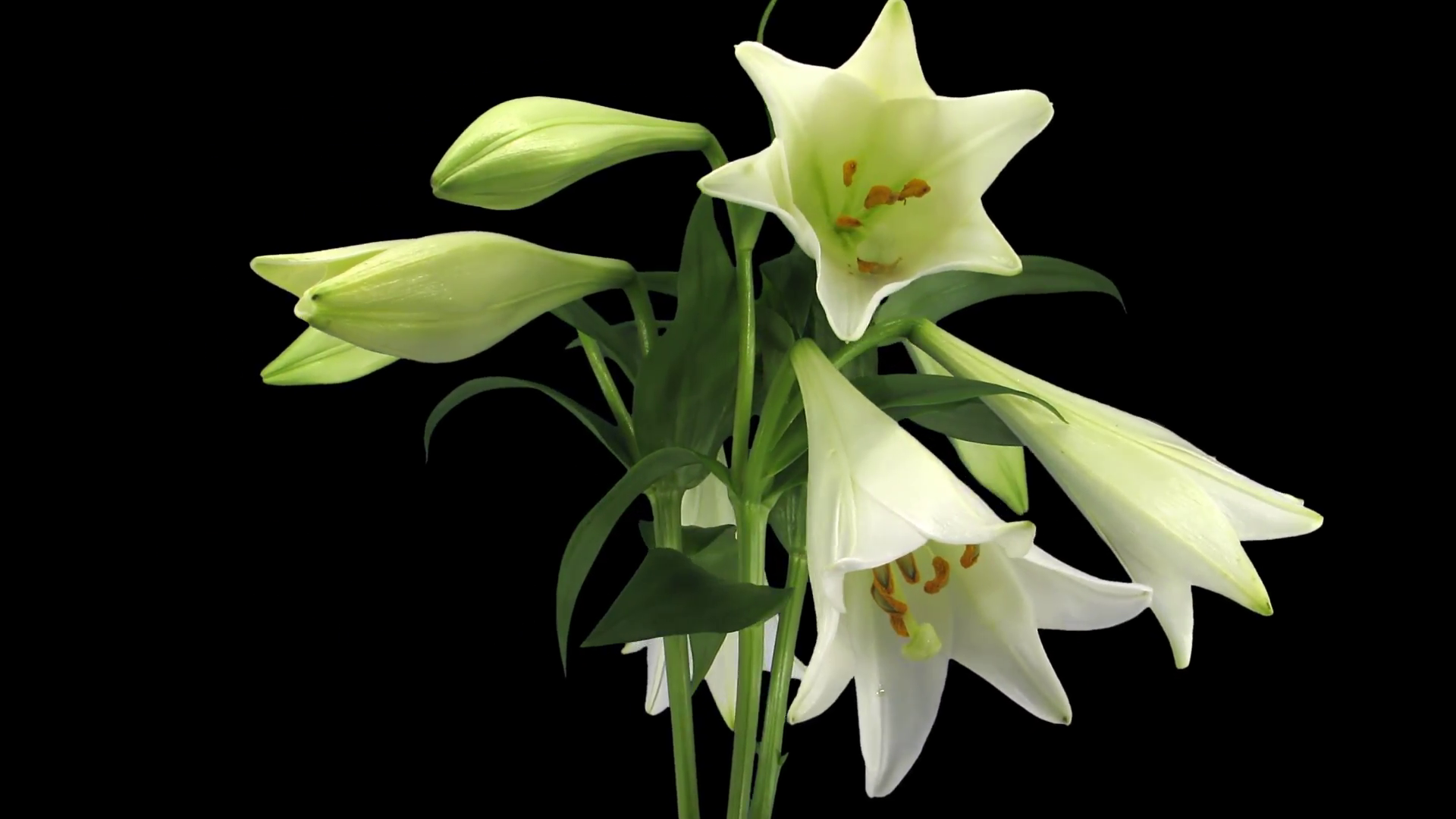 Time-lapse of growing, opening and rotating white lily (Lilium ...