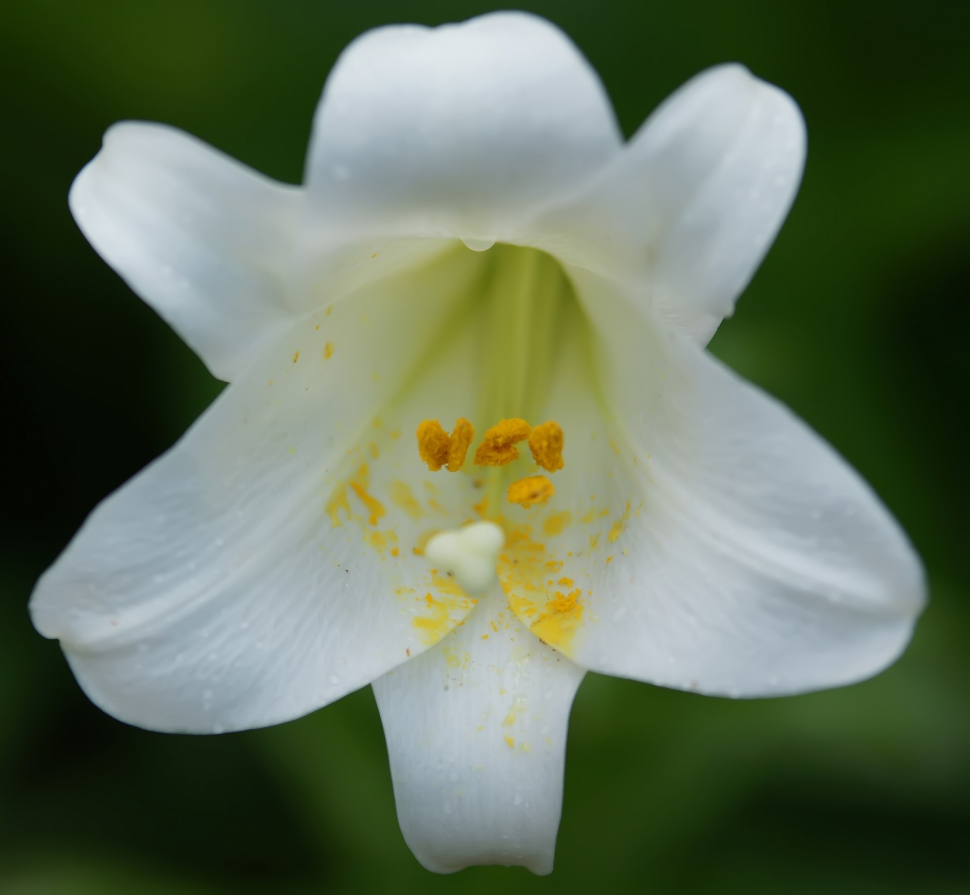 White Lily Free Stock Photo - Public Domain Pictures