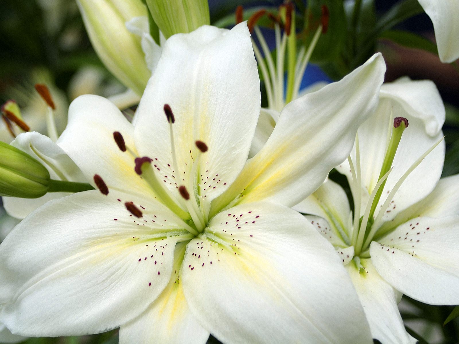 White Lily Oil - Recipe and Therapeutic Uses