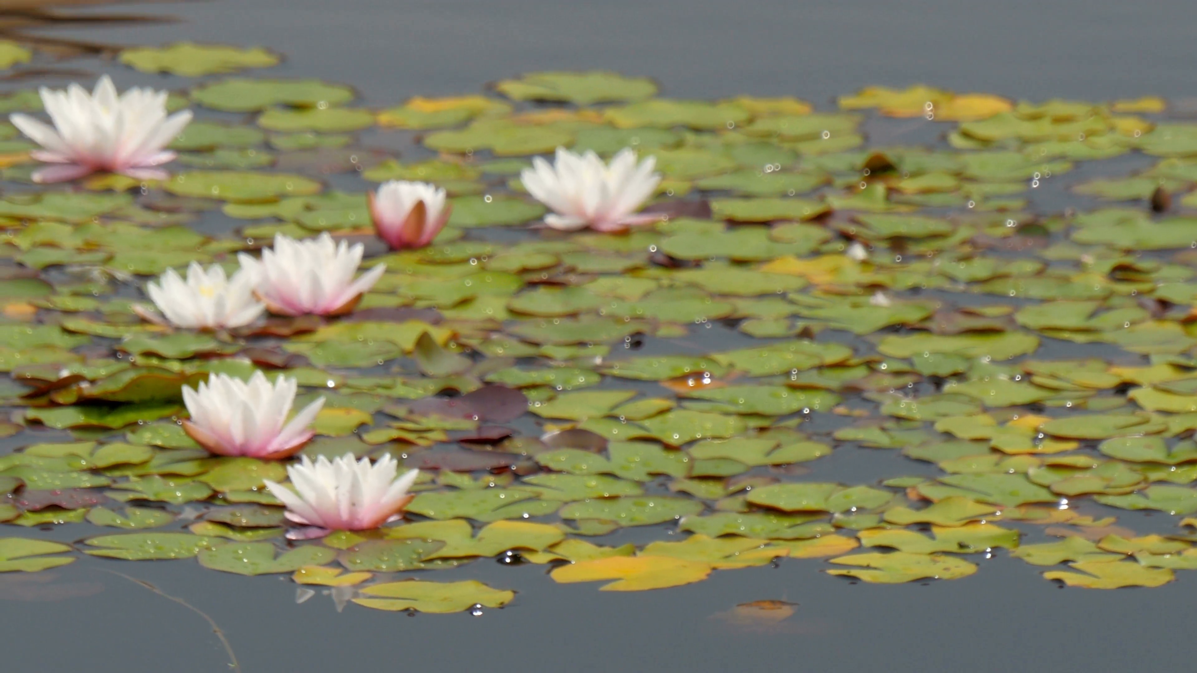 The white and pink water lilies floating in the lake Stock Video ...