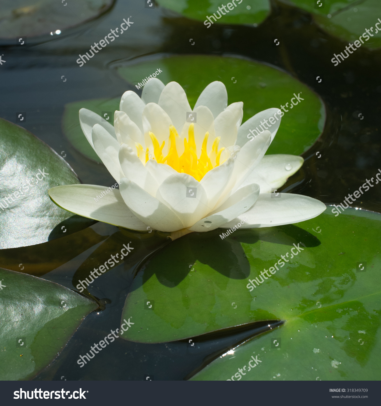 White Lily Floating On Water Stock Photo 318349709 - Shutterstock