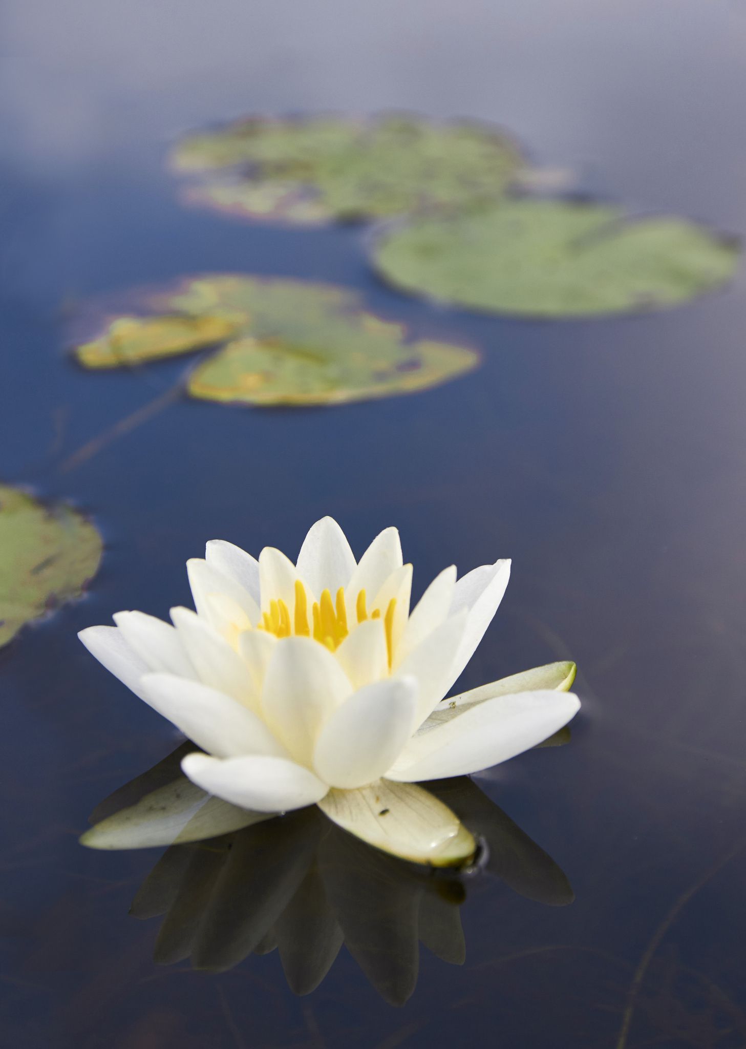 White lily floating on a dark water, macro - Macro of white lily and ...