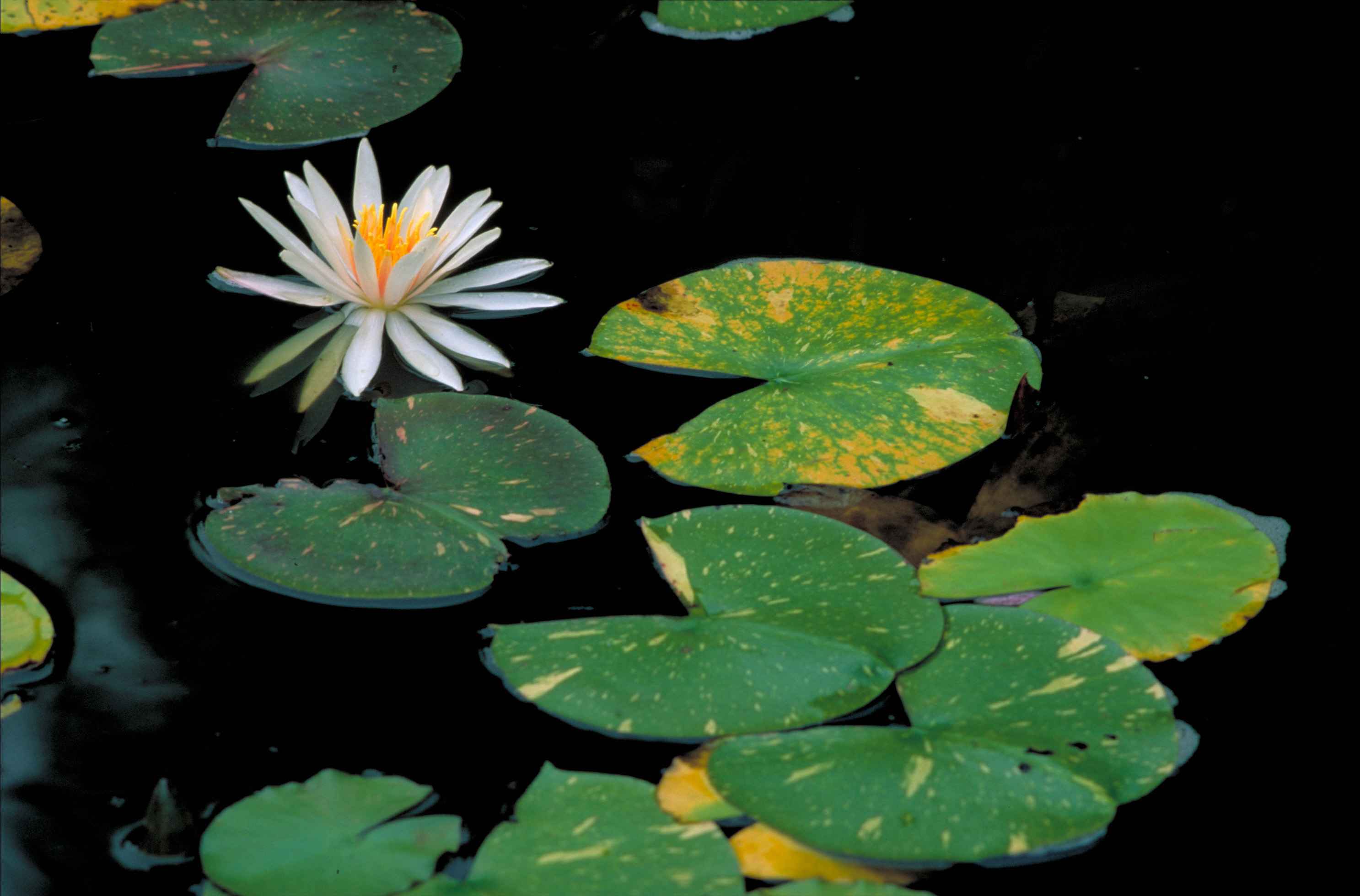 File:White water lily or fragrant water lily flower nymphaea odorata ...