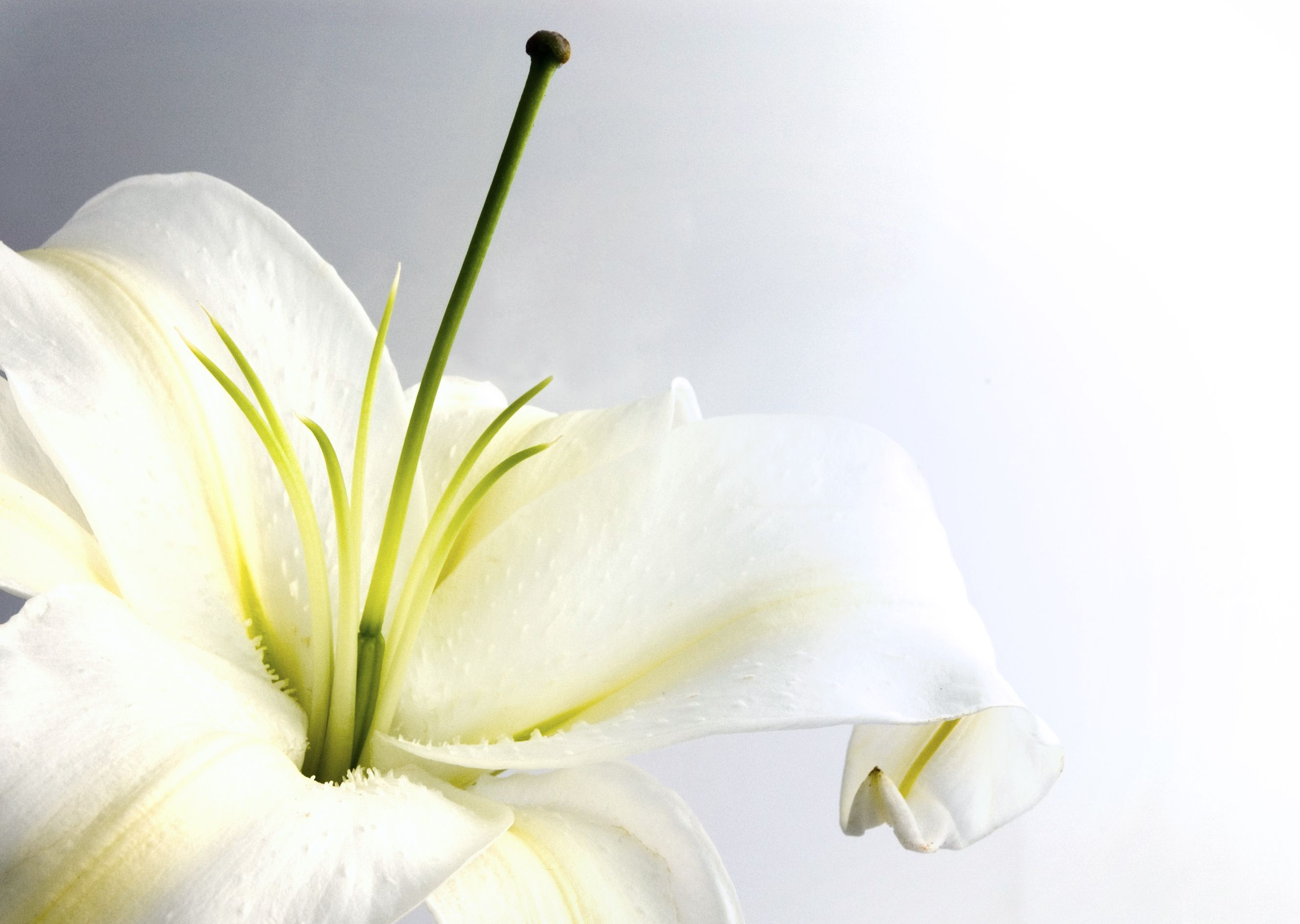 Pure White Lilies | Graphic design & logos | Pinterest | White ...