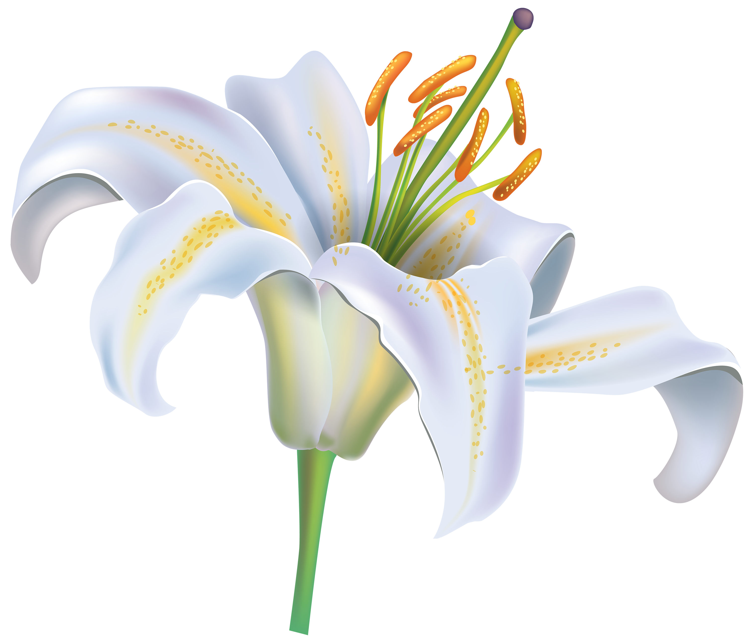 White Lily Flower PNG Clipart Image - Best WEB Clipart
