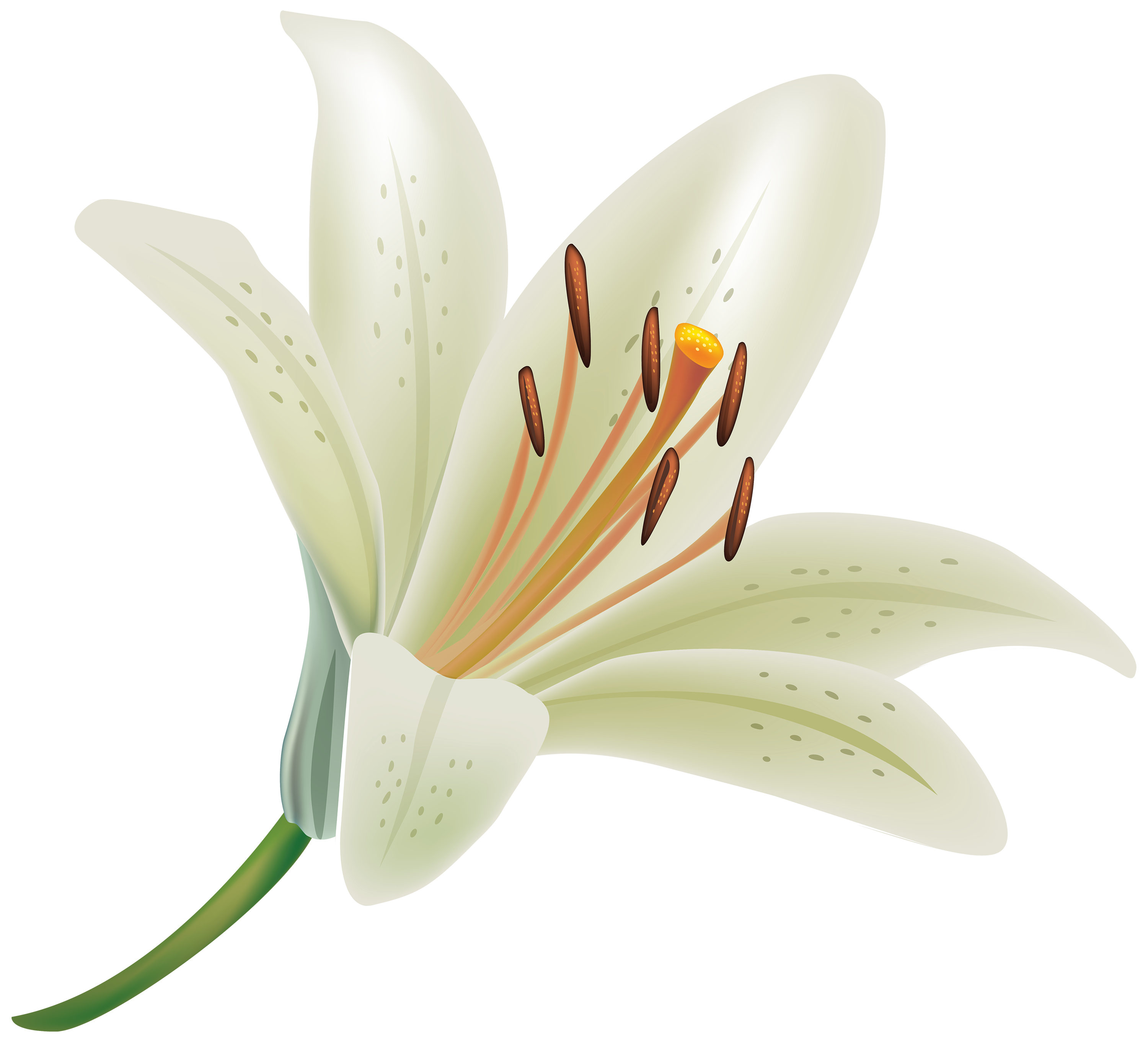 White Lily Flower PNG Clipart | flowers | Pinterest | White lily ...
