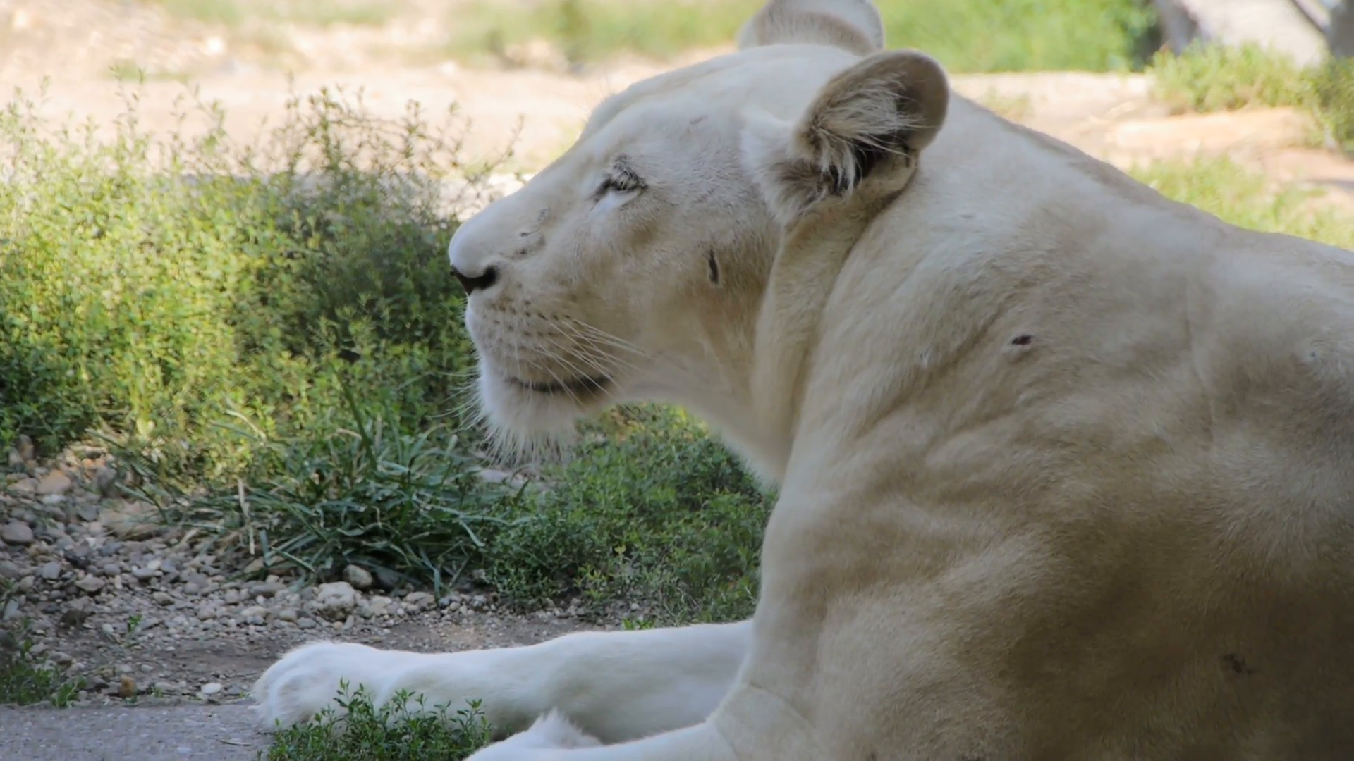 Lazy white lioness resting on summer sun. Belgrade zoo Stock Video ...