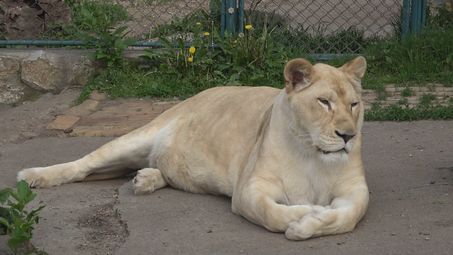 White Lioness In The Zoo Slow Motion Stock Video Footage - VideoBlocks
