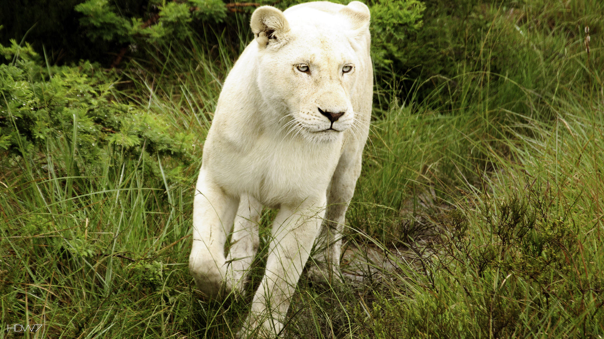 white lioness at inkwenkwezi game reserve | HD wallpaper gallery #87