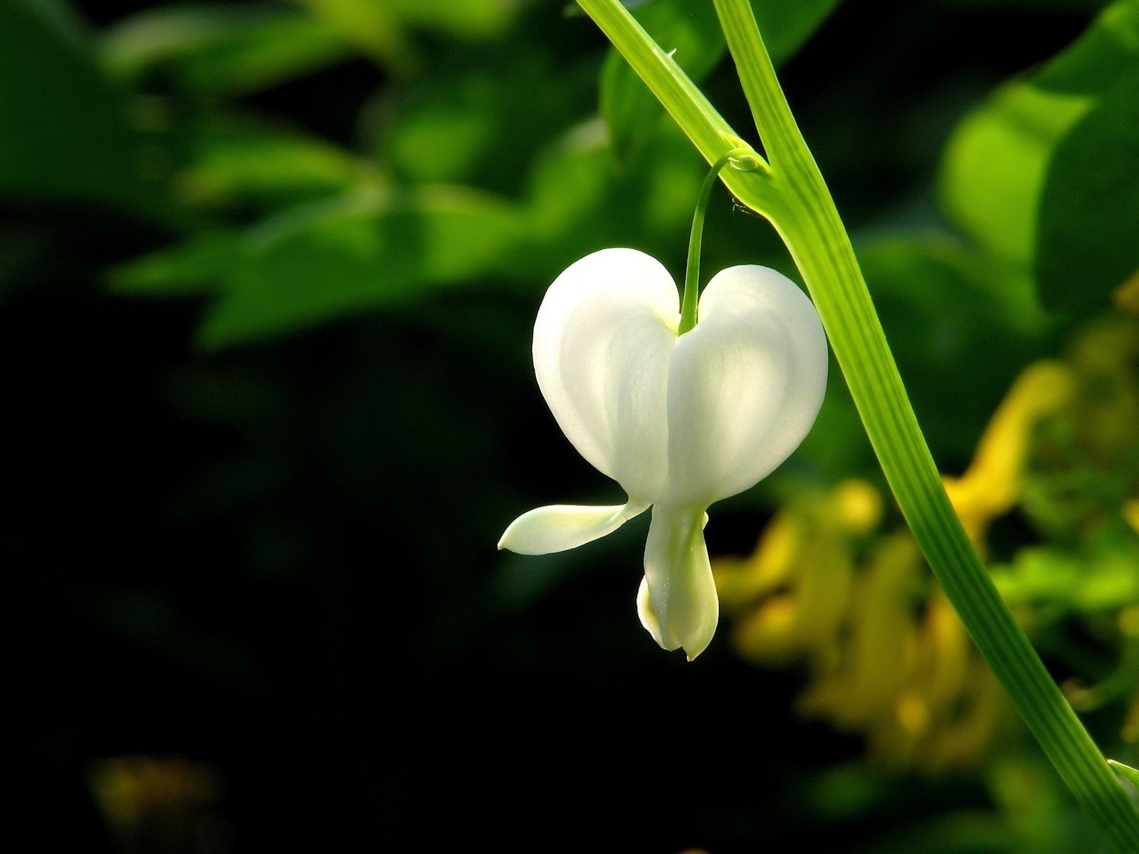 A white little flower close-up wallpaper | flowers | Wallpaper Better