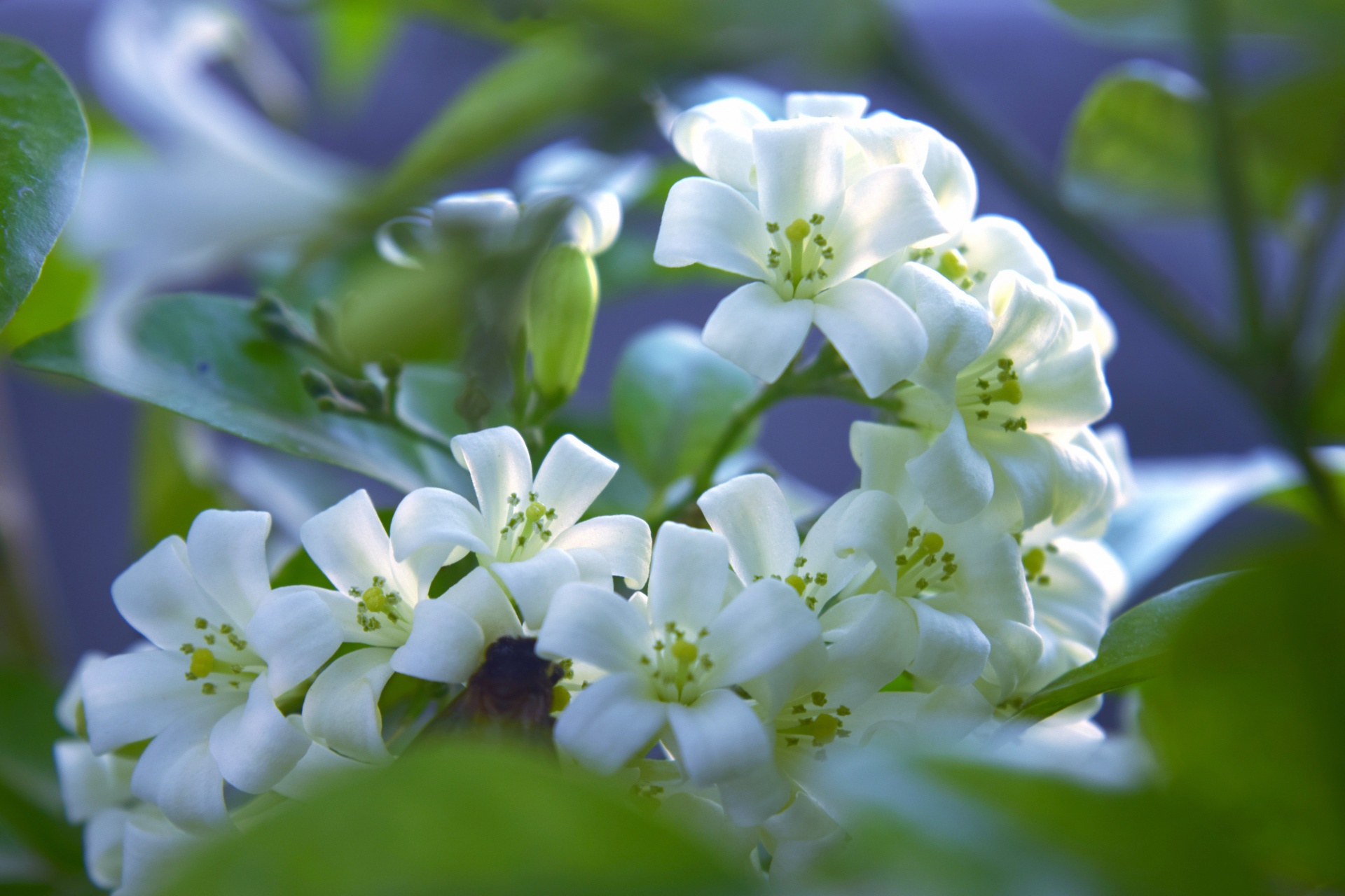 White Little Flowers 4 Free Stock Photo - Public Domain Pictures