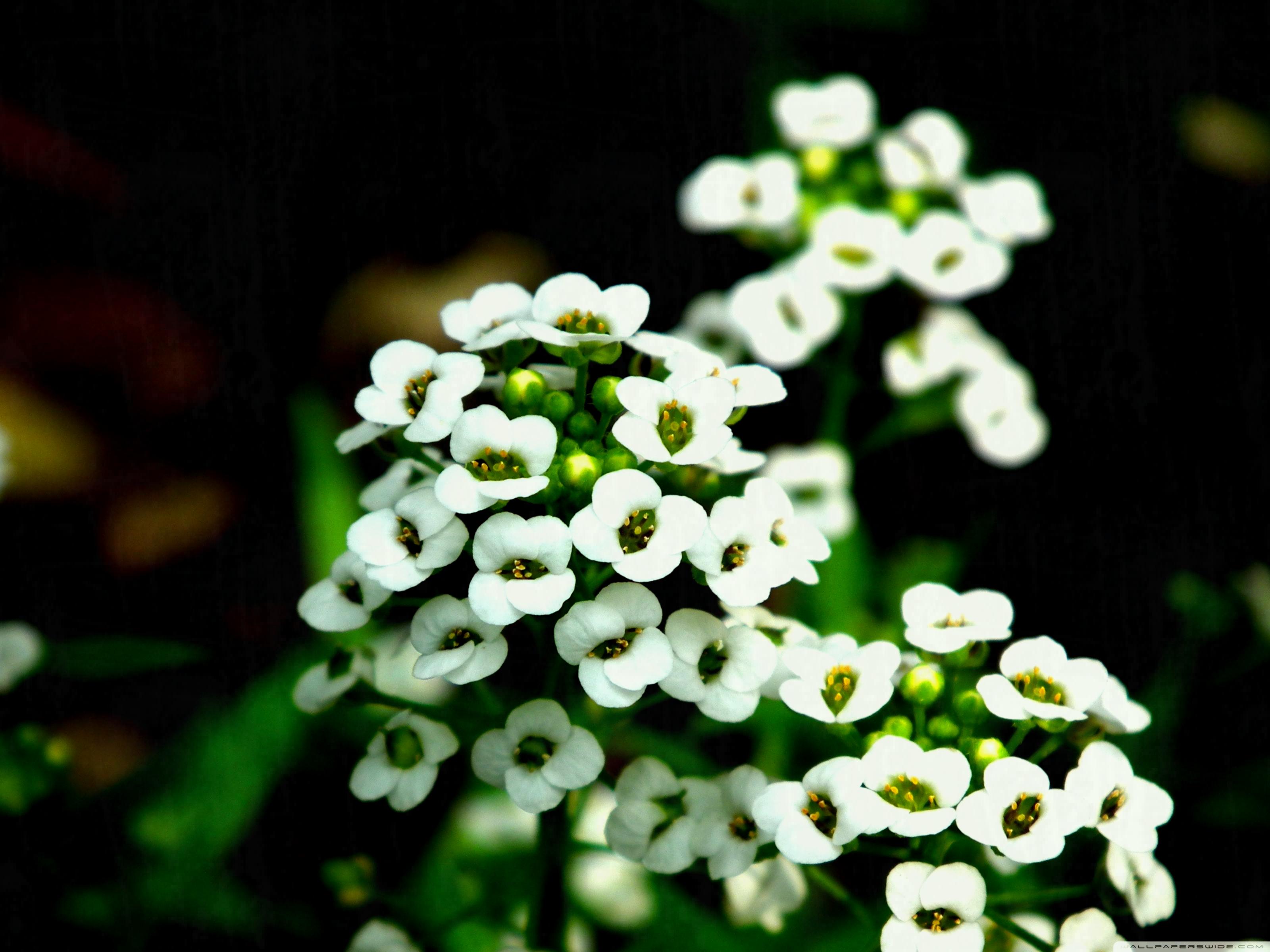 Small Little White Flowers K Hd Desktop Wallpaper For Ultra | Garden ...