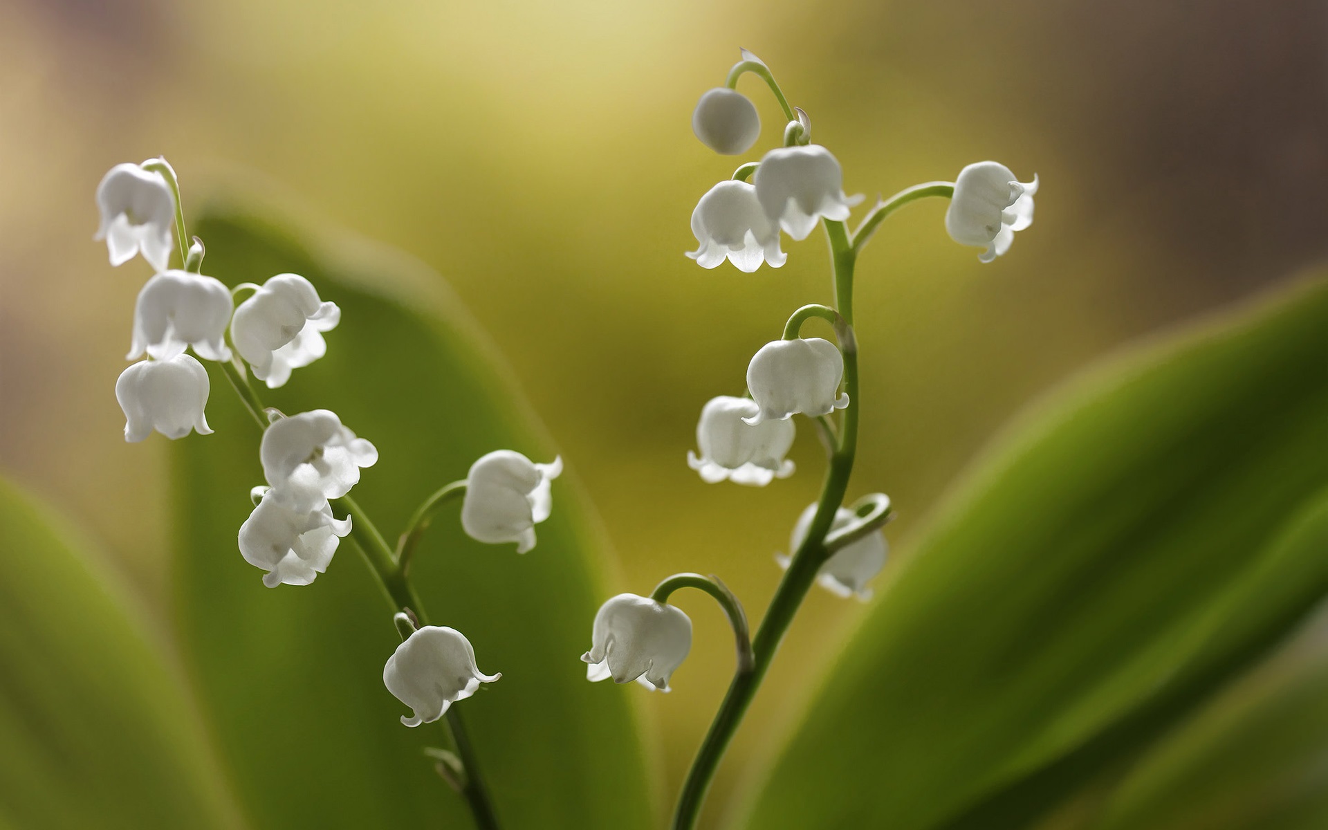 Lilies of the valley, white little flowers wallpaper | flowers ...