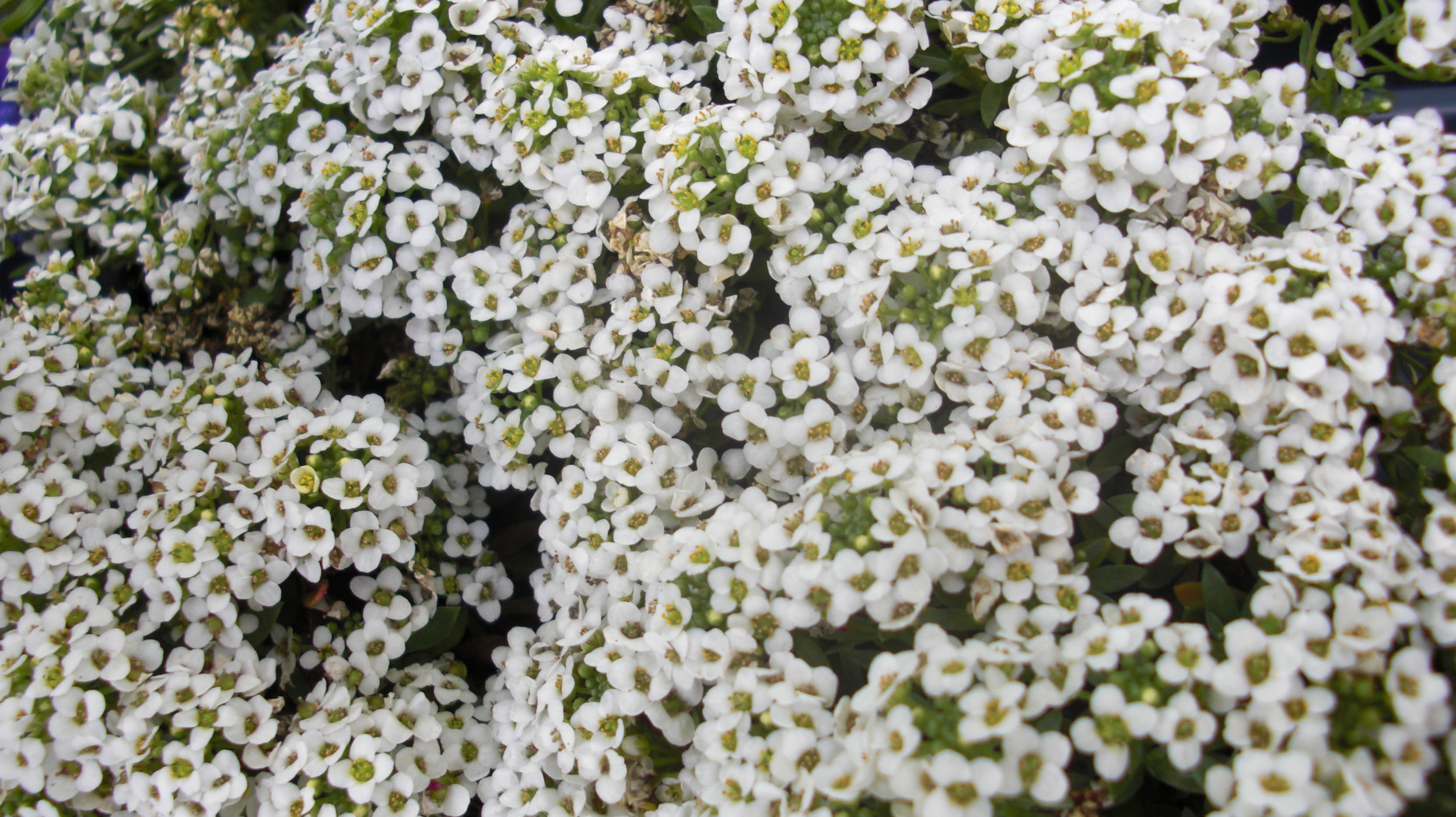White little flowers photo
