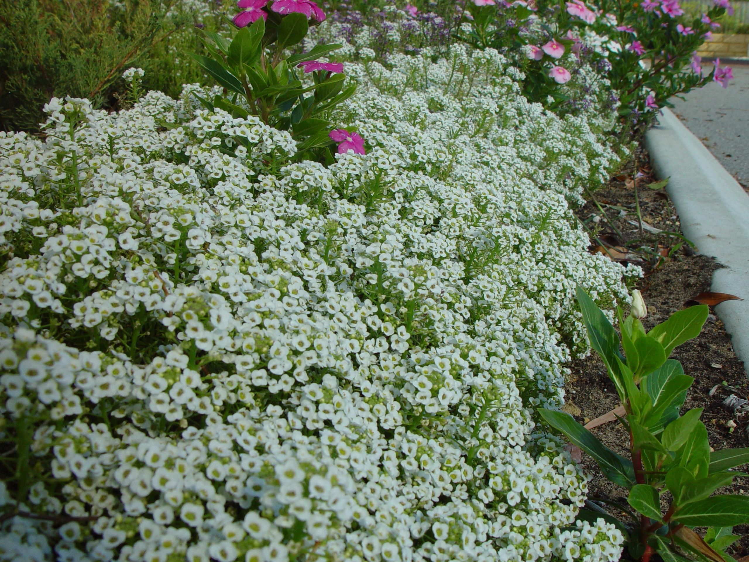File:Bank of little white flowers.jpg - Wikimedia Commons
