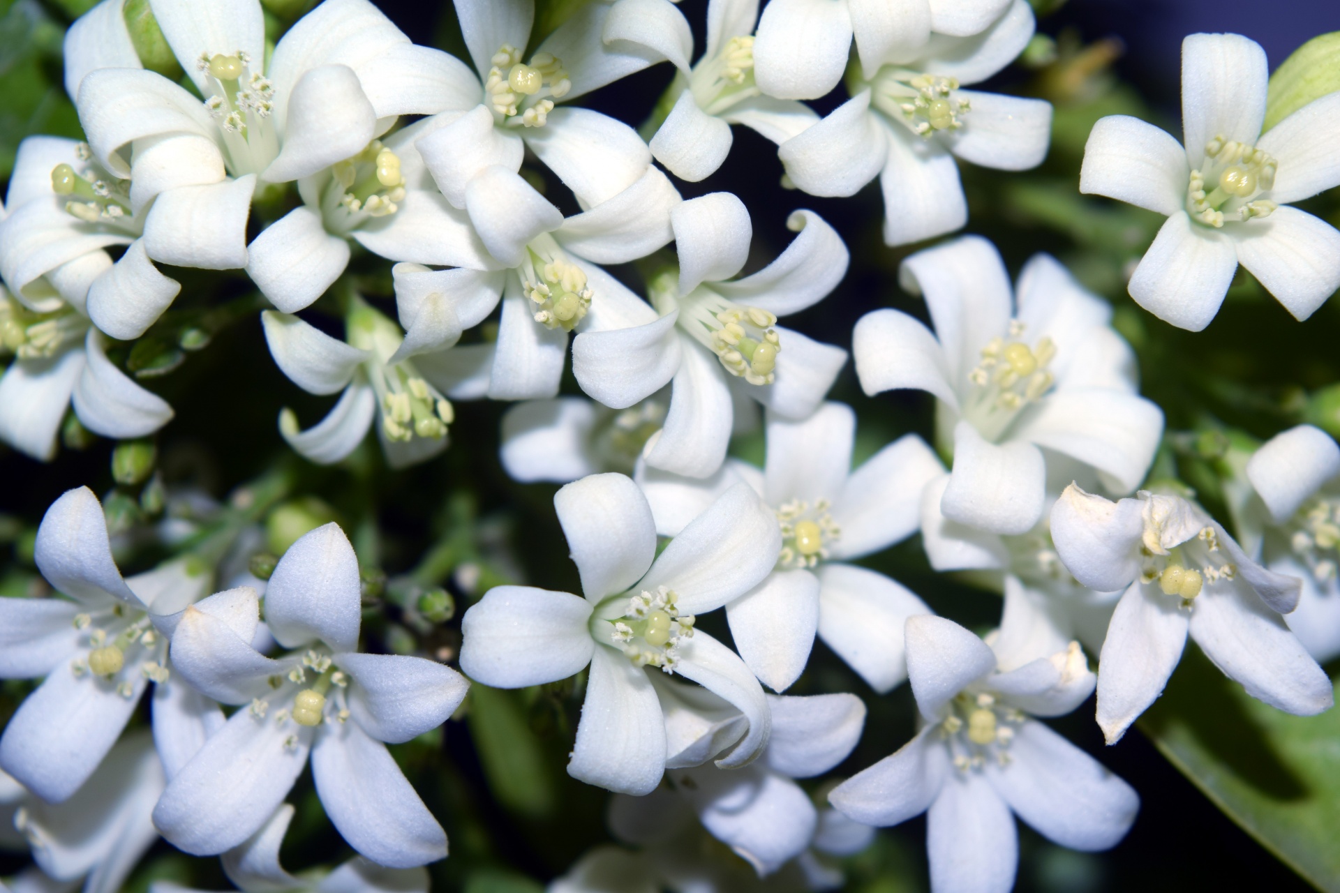 White Little Flowers 1 Free Stock Photo - Public Domain Pictures