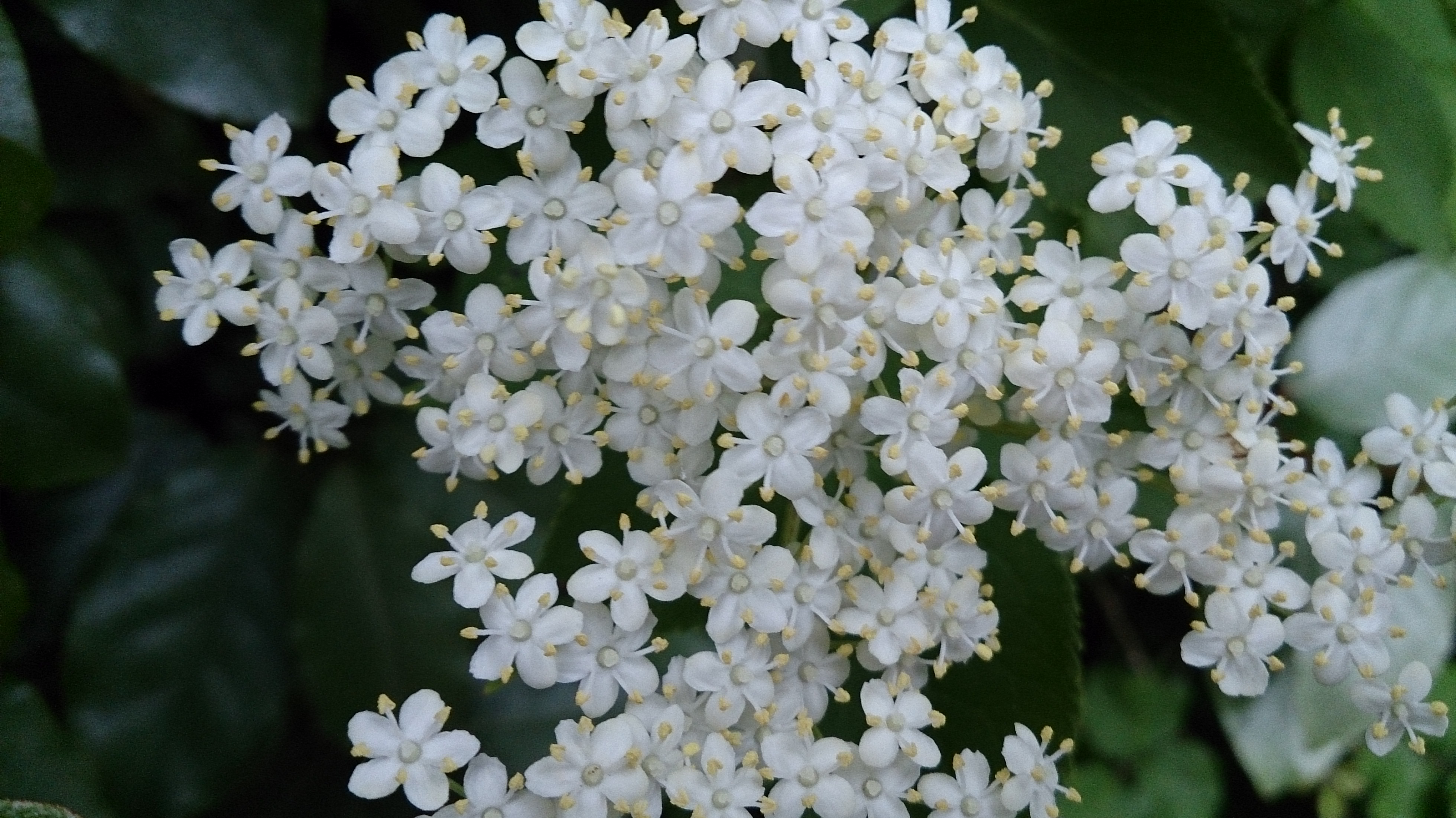 Цветок с белыми цветочками