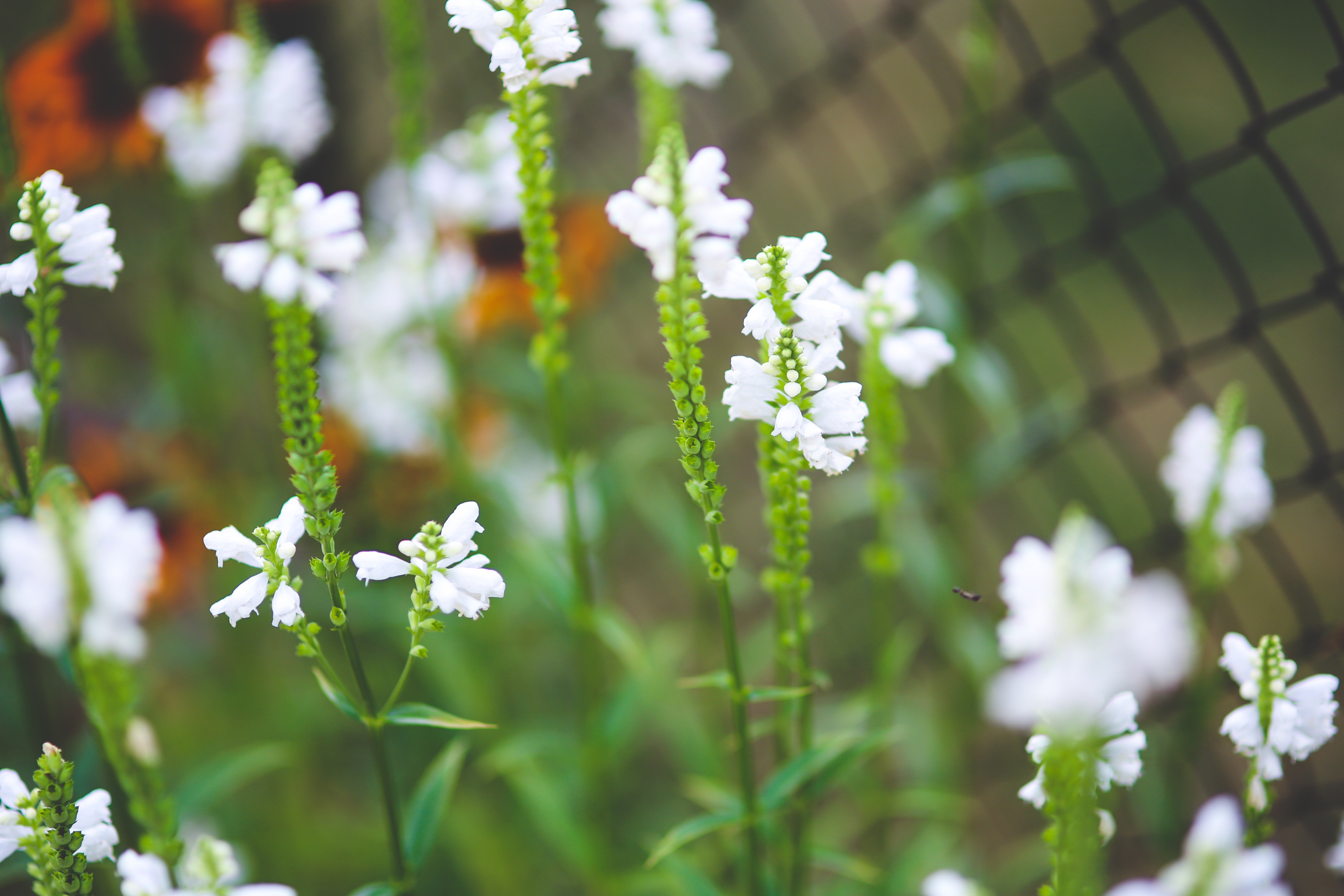 White little flowers photo